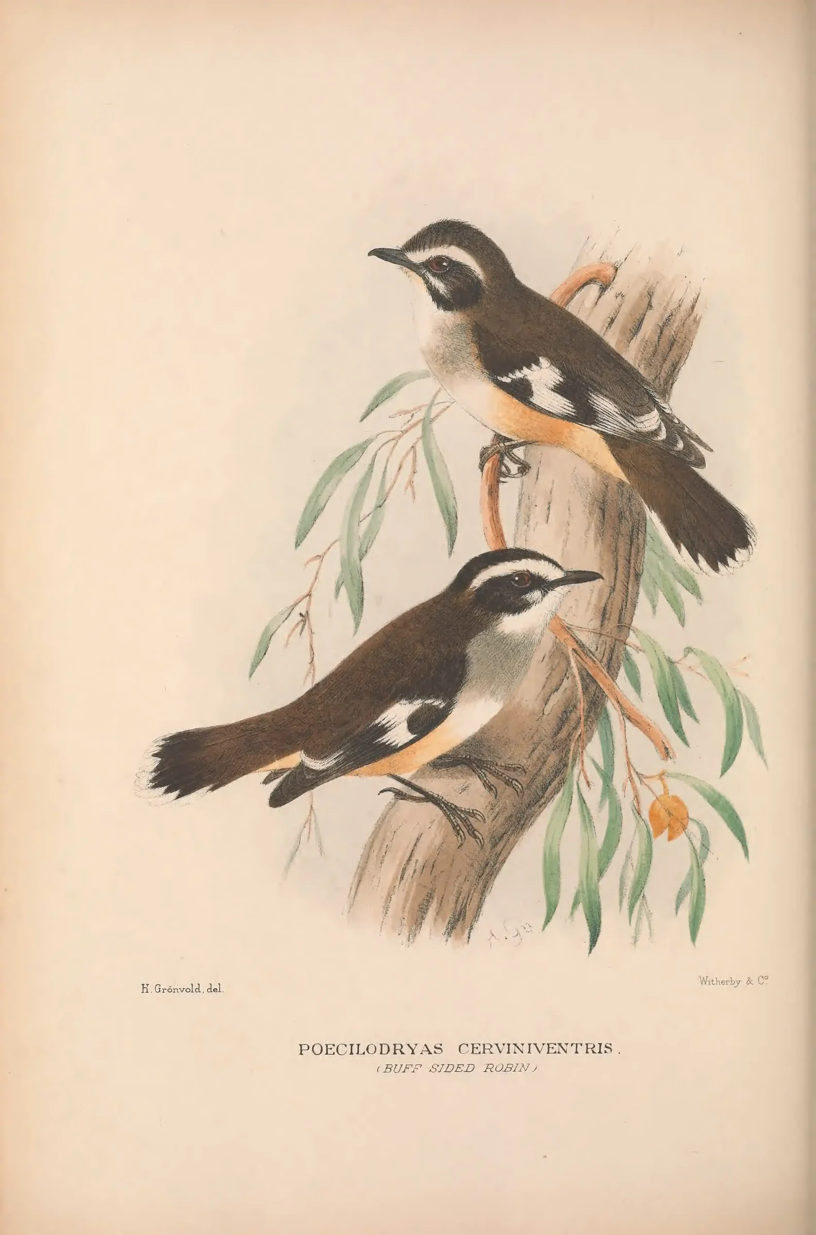 Historical bird plate: Identification needs research