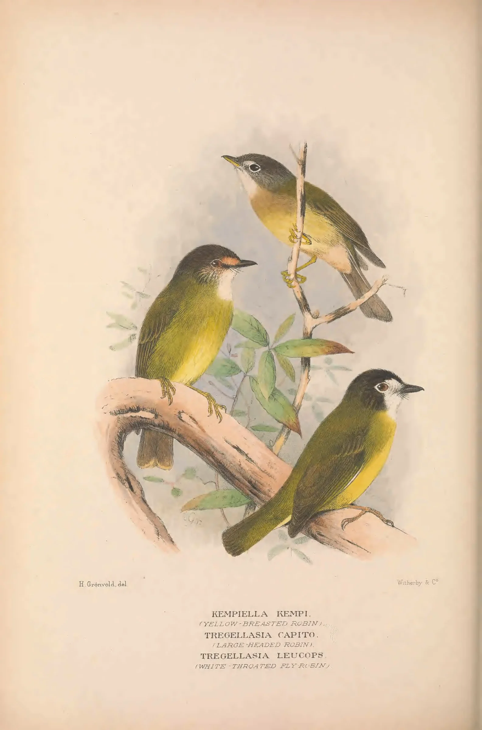 Historical bird plate: Identification needs research