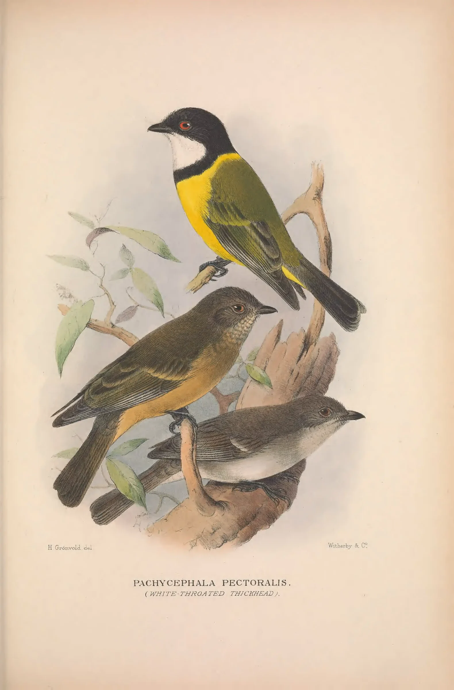 Historical bird plate: Australian Golden Whistler