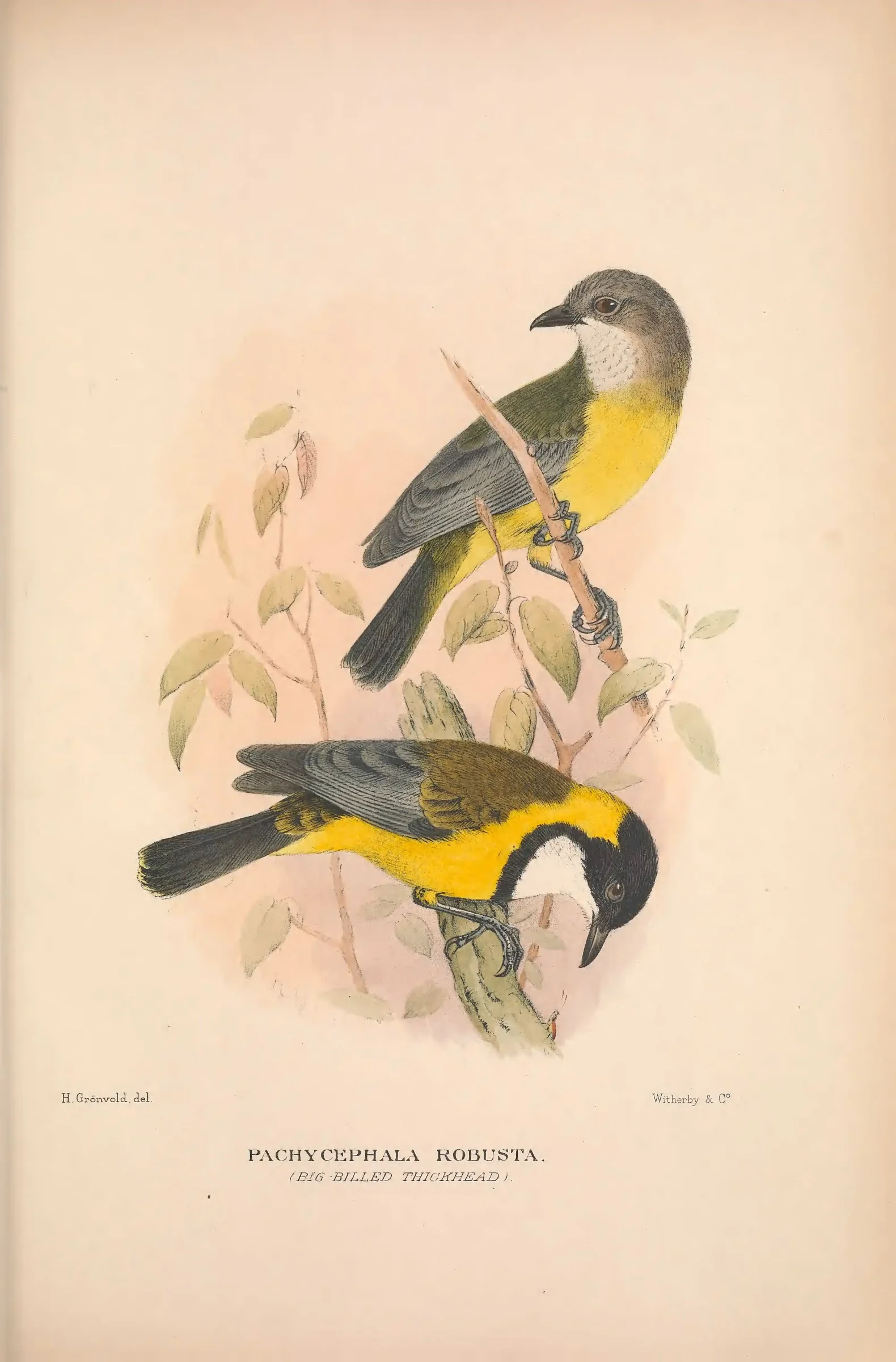 Historical bird plate: Identification needs research