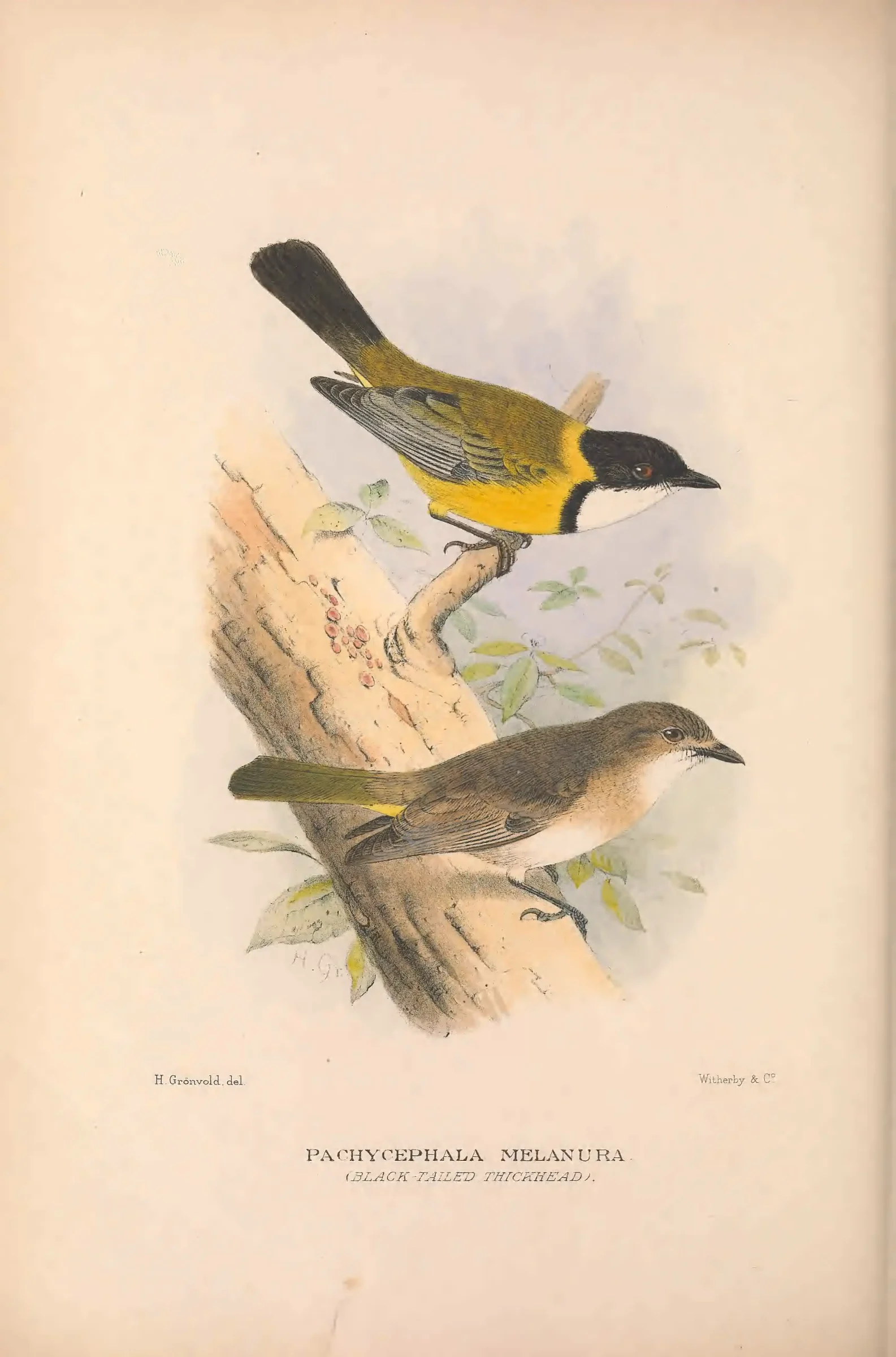 Historical bird plate: Identification needs research