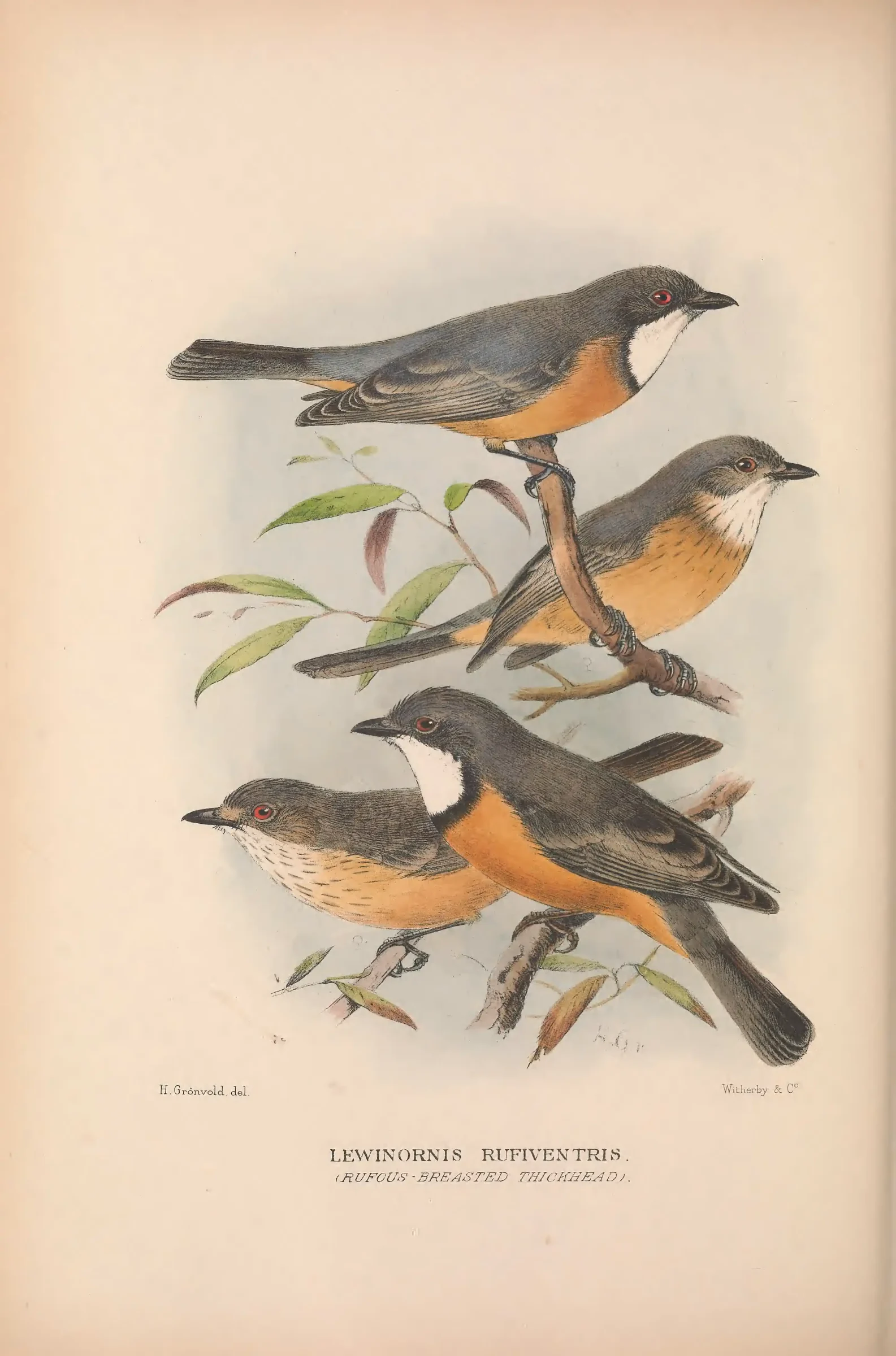 Historical bird plate: Identification needs research