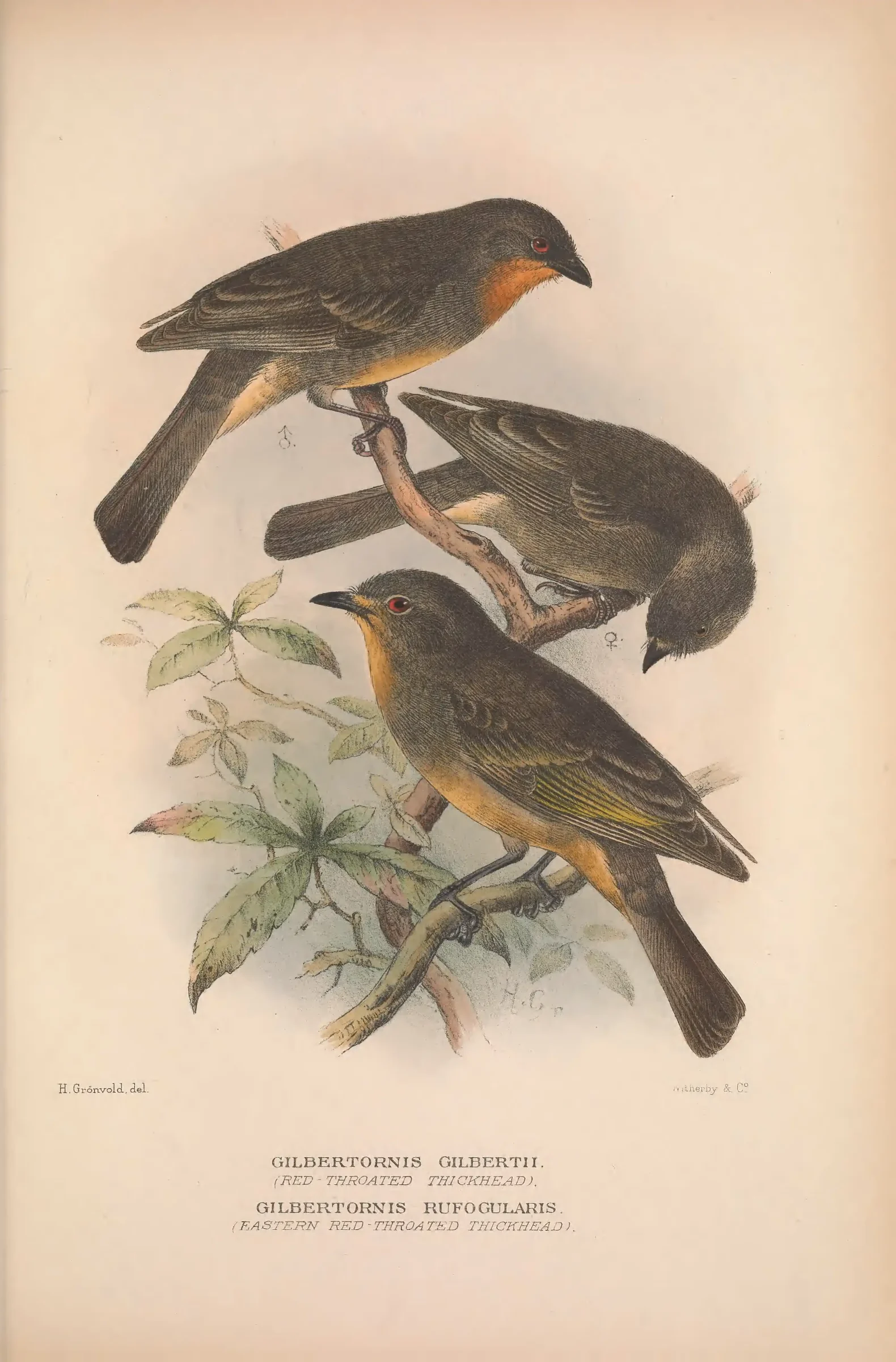 Historical bird plate: Identification needs research