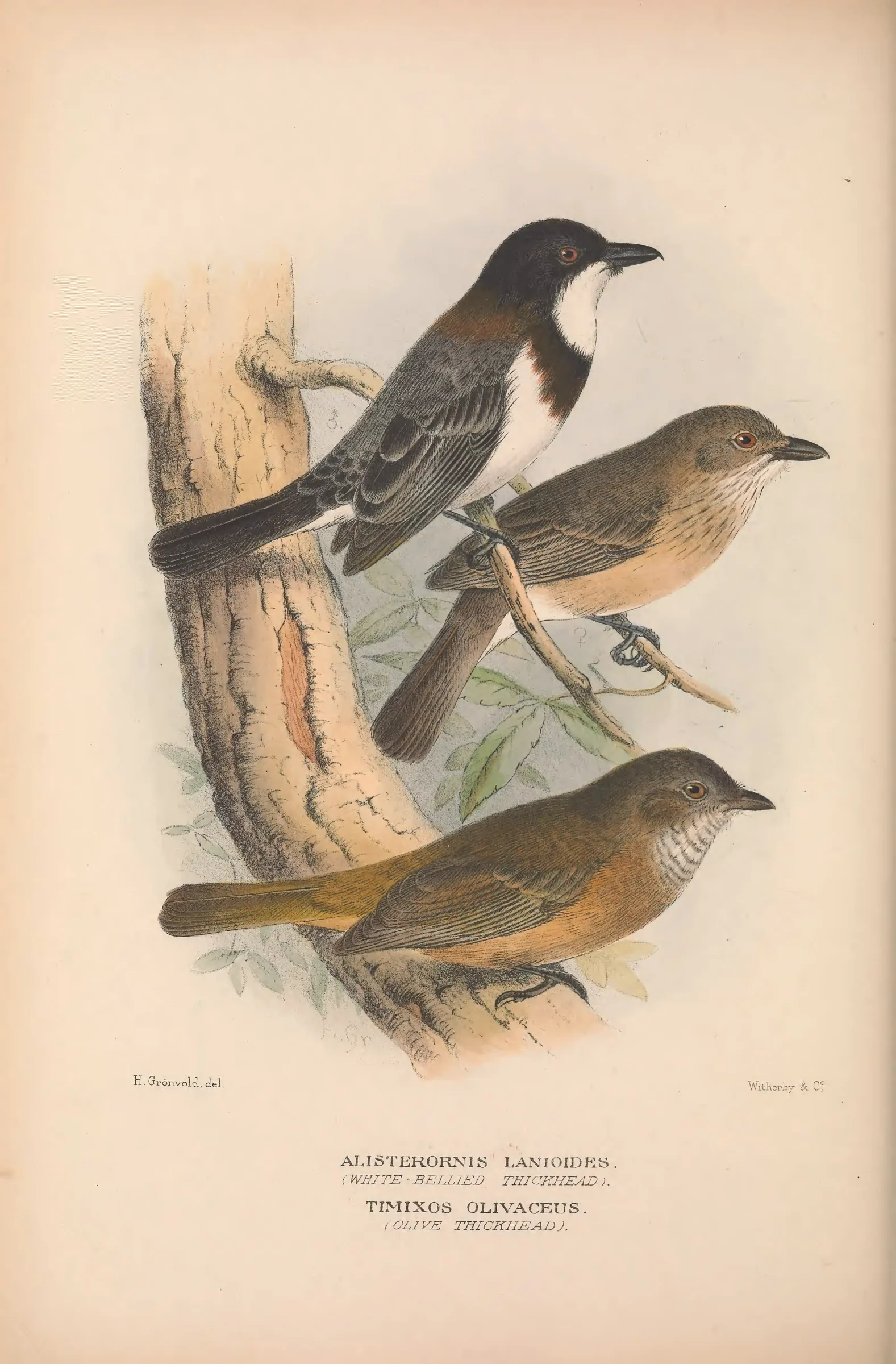 Historical bird plate: Identification needs research