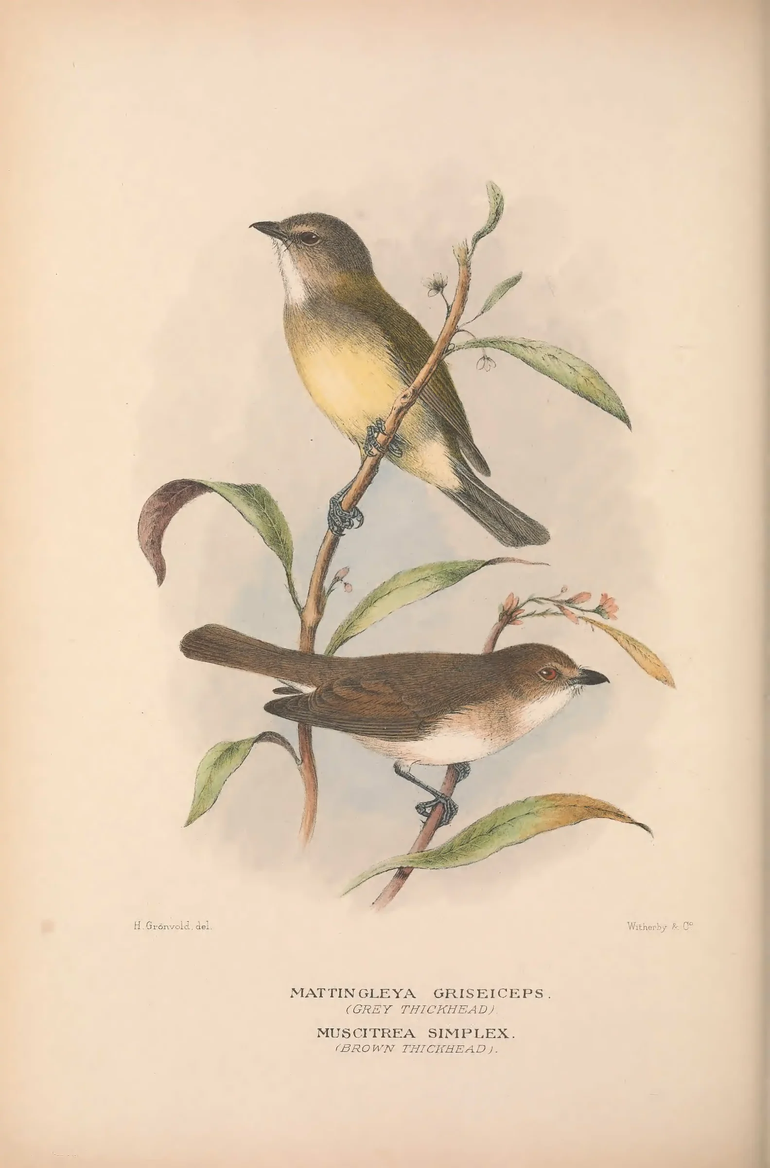 Historical bird plate: Identification needs research