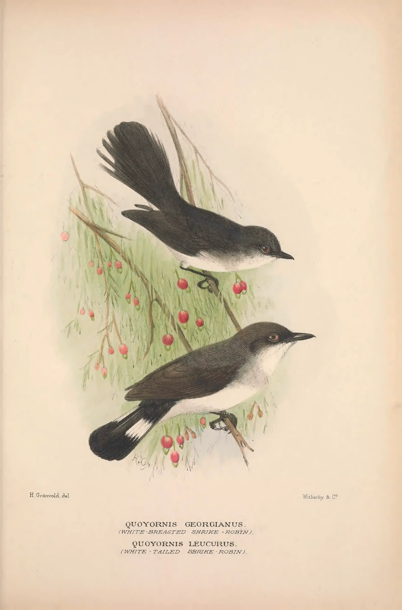 Historical bird plate: Identification needs research
