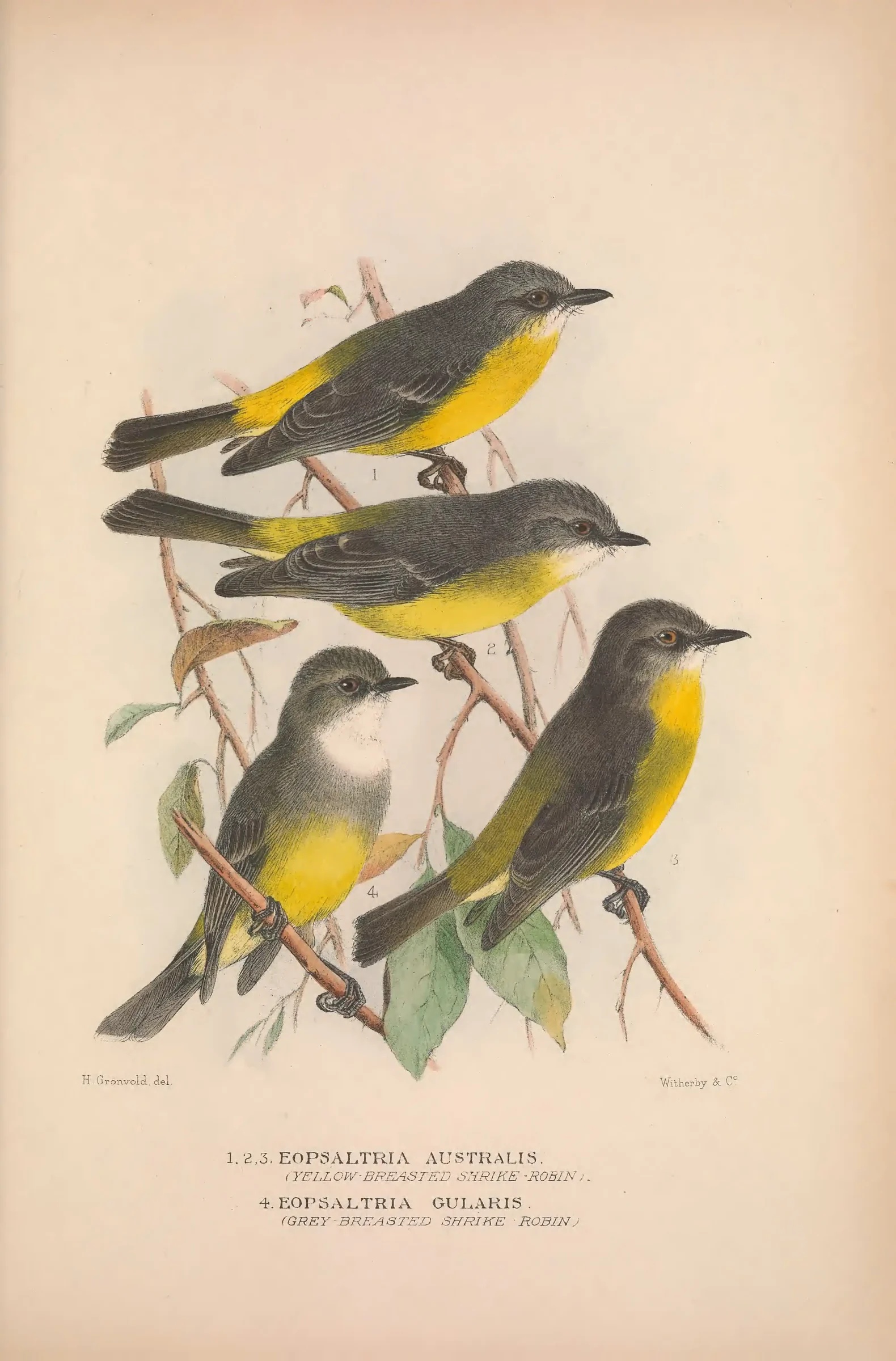 Historical bird plate: Eastern Yellow Robin