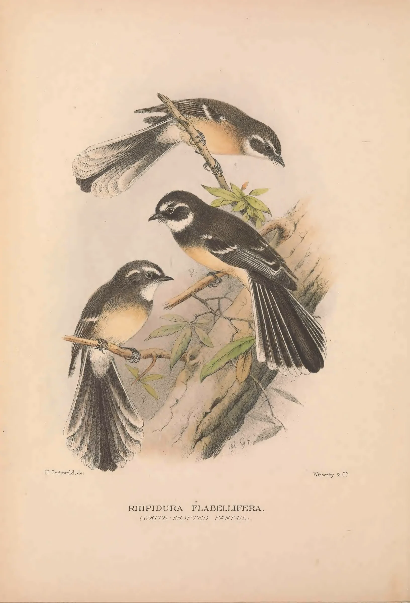 Historical bird plate: Identification needs research