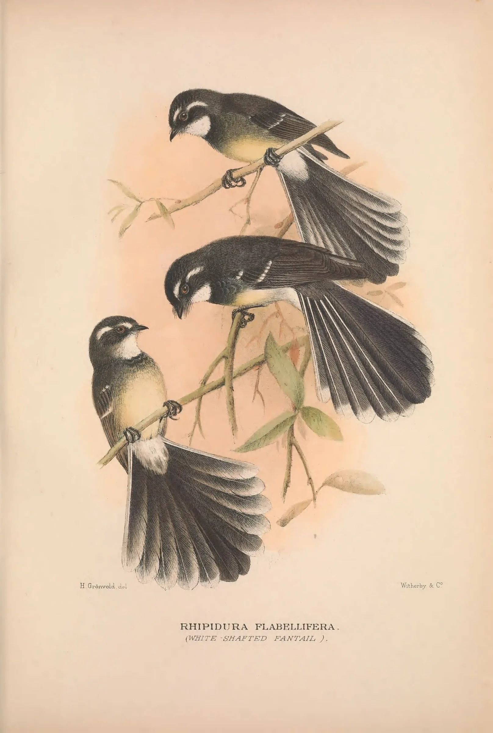 Historical bird plate: New Zealand Fantail