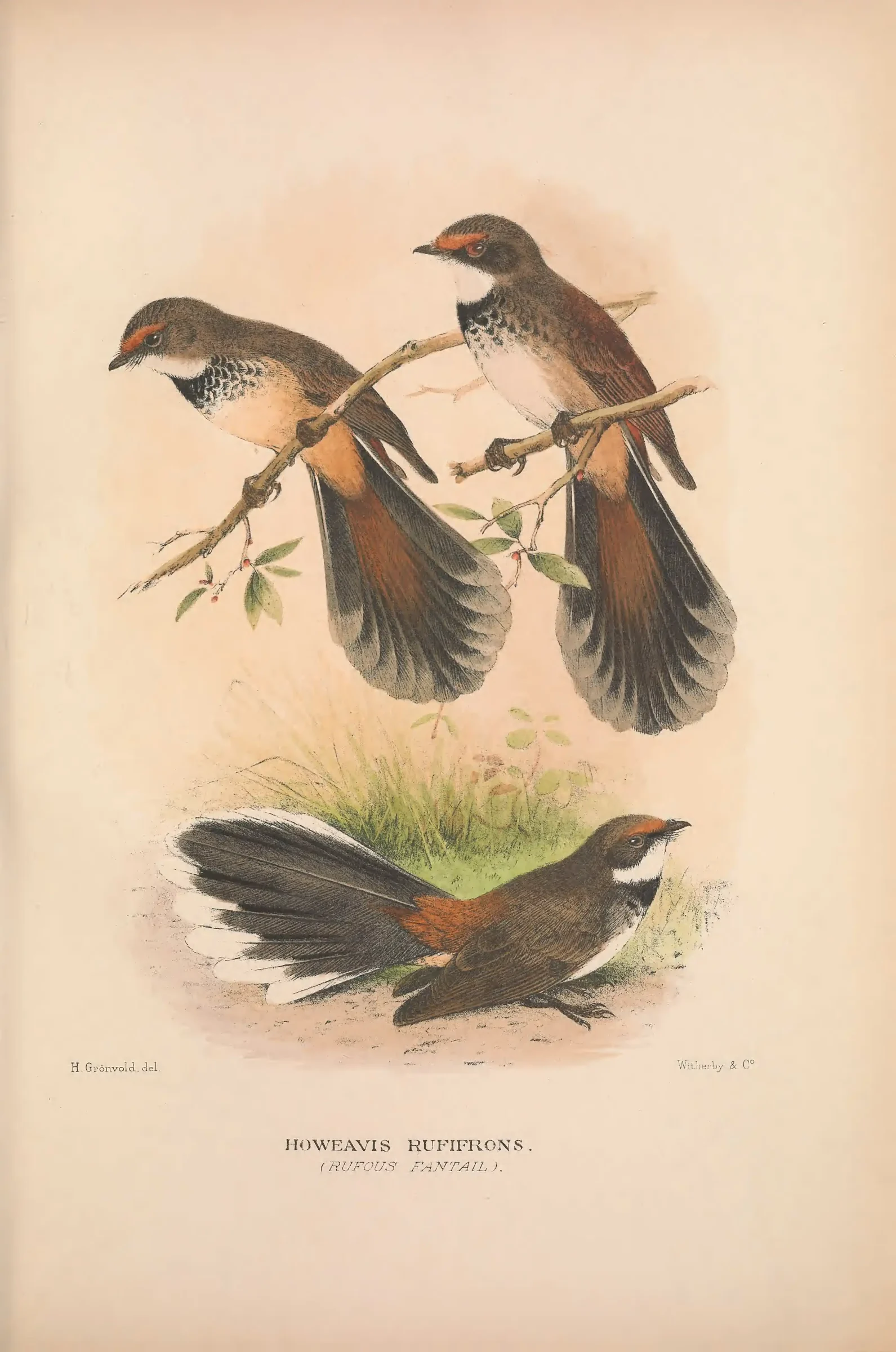 Historical bird plate: Identification needs research