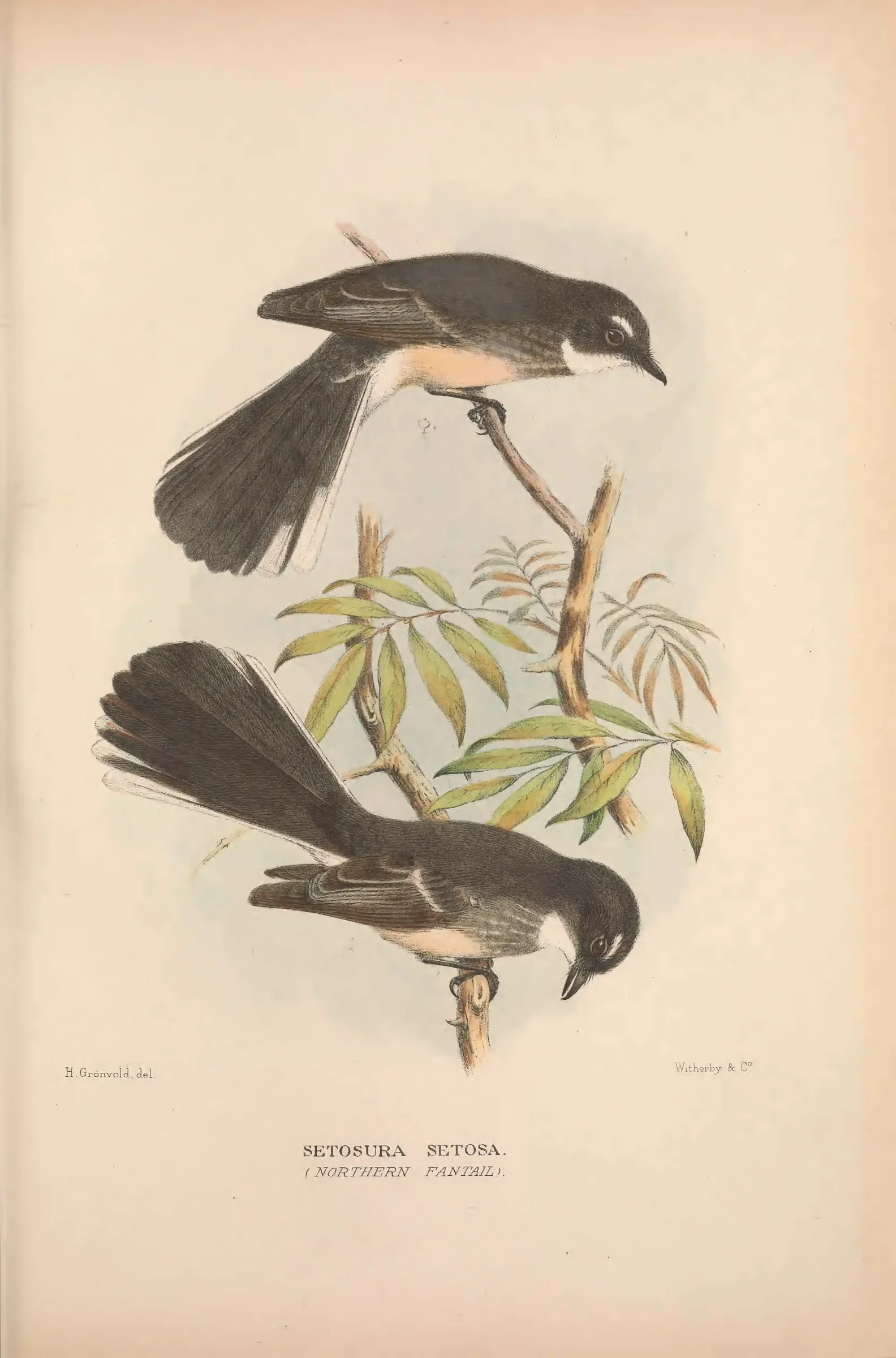 Historical bird plate: Identification needs research