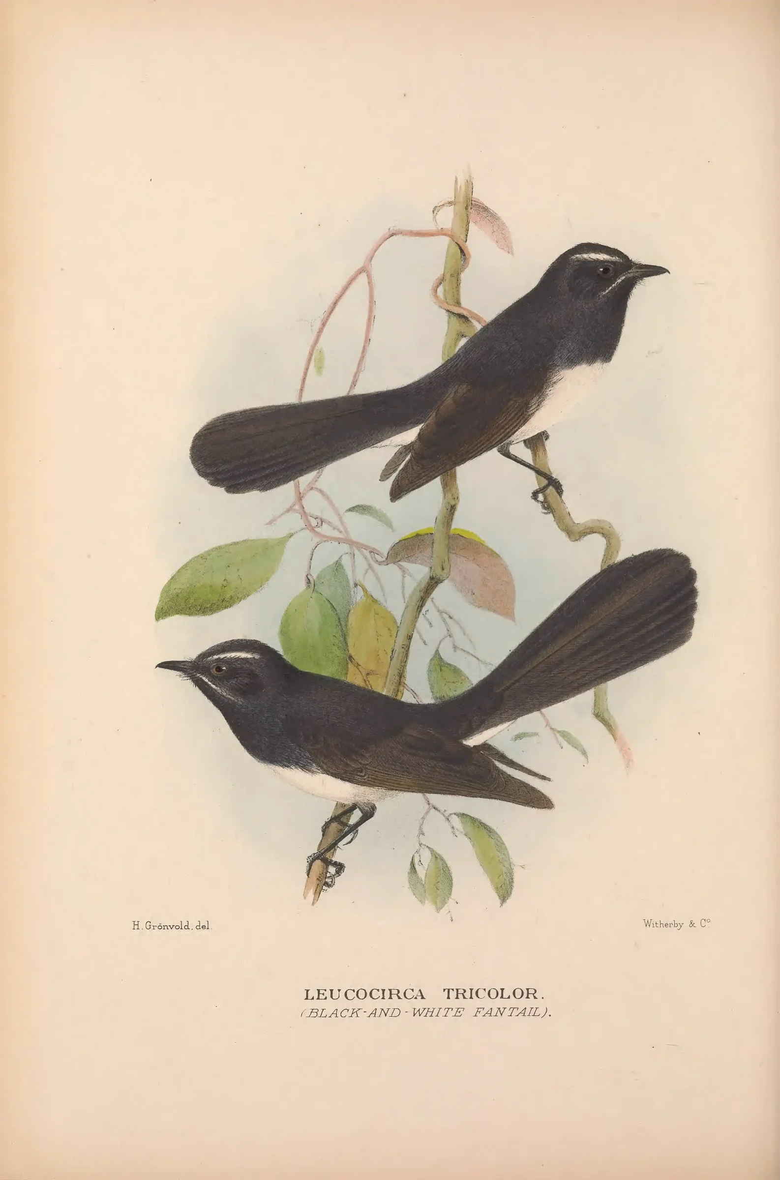Historical bird plate: Identification needs research