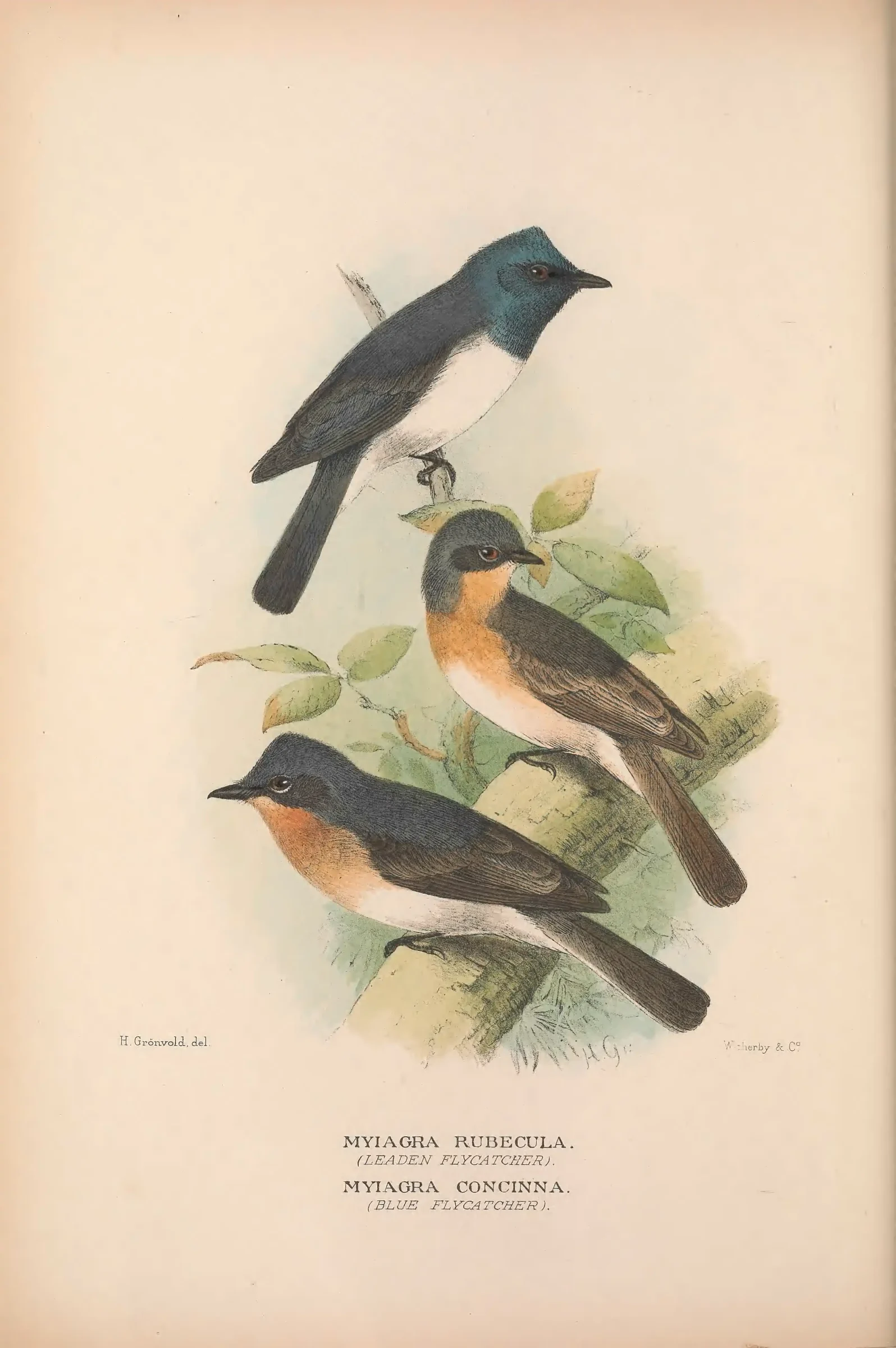 Historical bird plate: Leaden Flycatcher