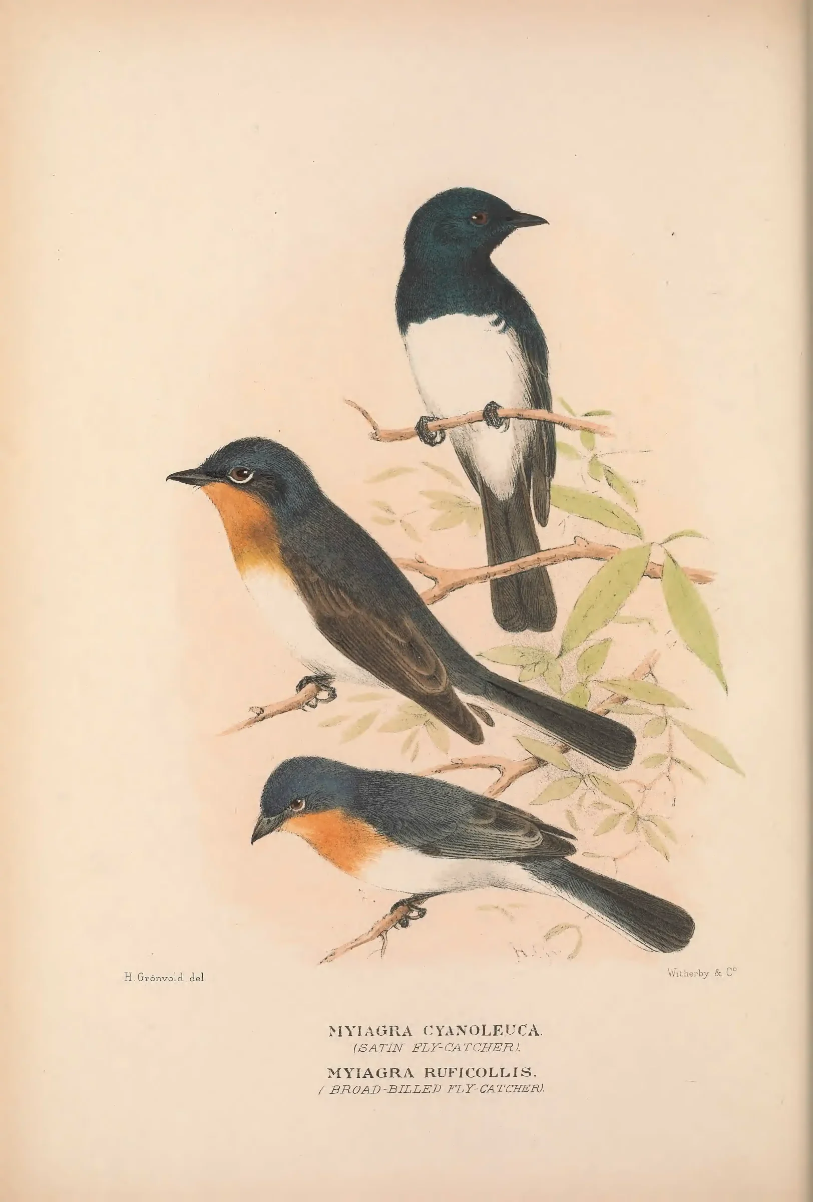 Historical bird plate: Identification needs research