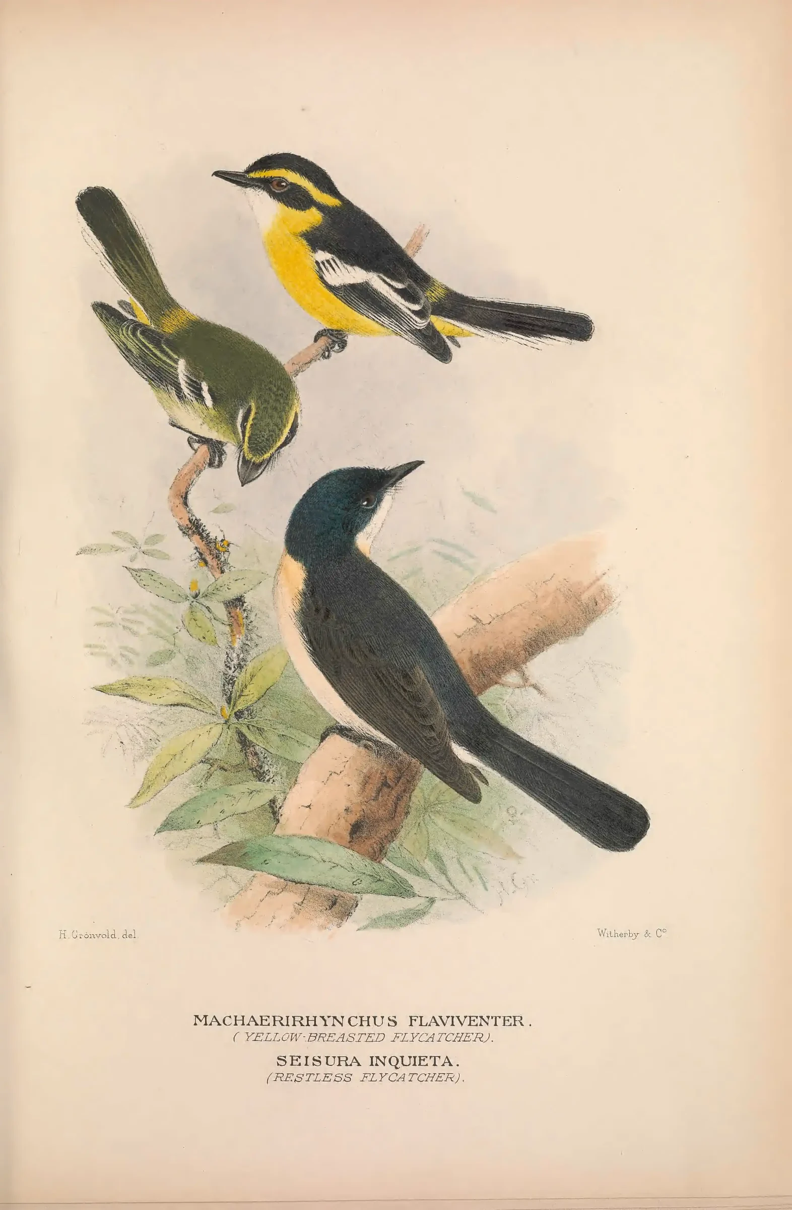 Historical bird plate: Yellow-breasted Boatbill