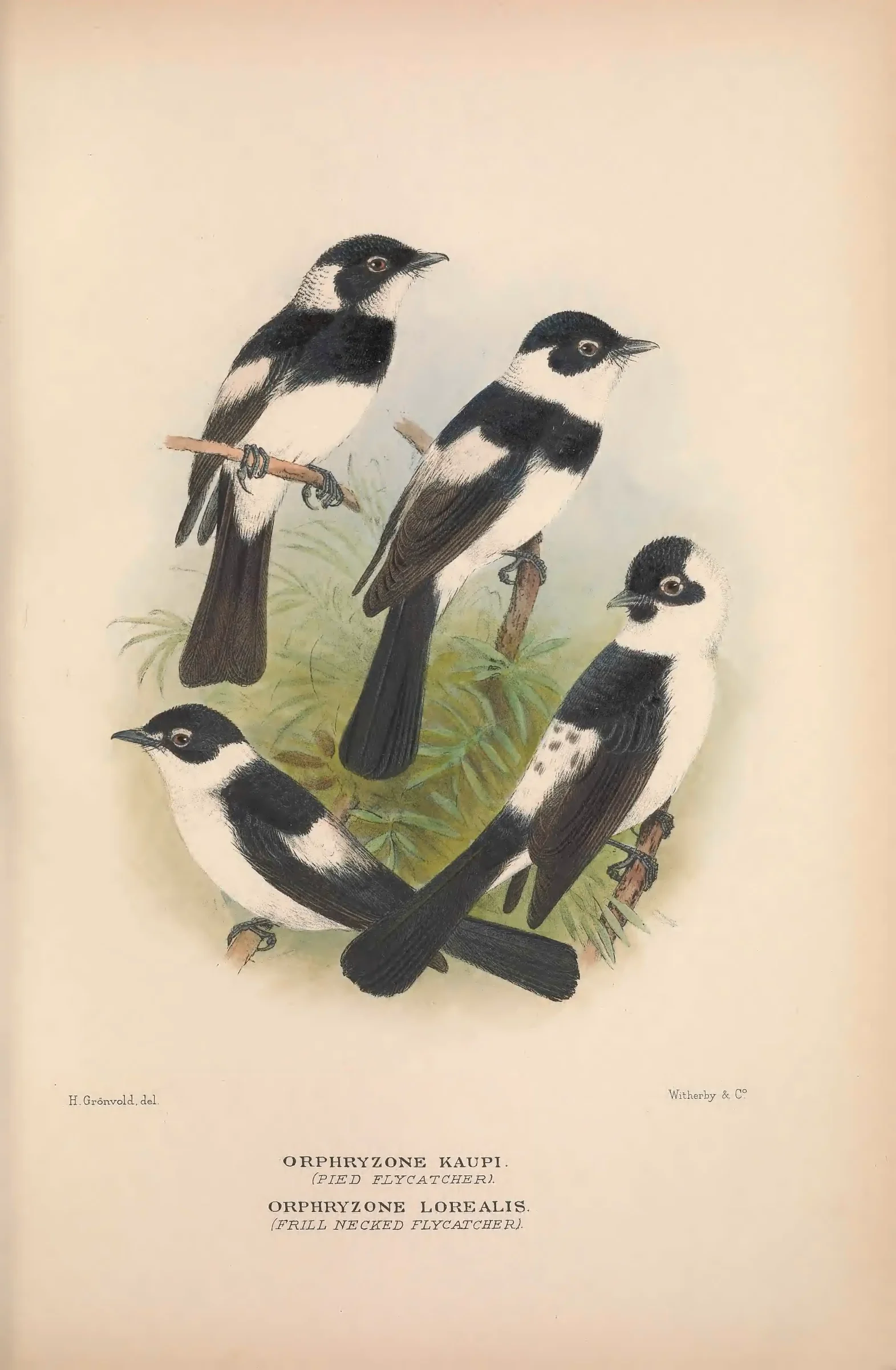 Historical bird plate: Identification needs research