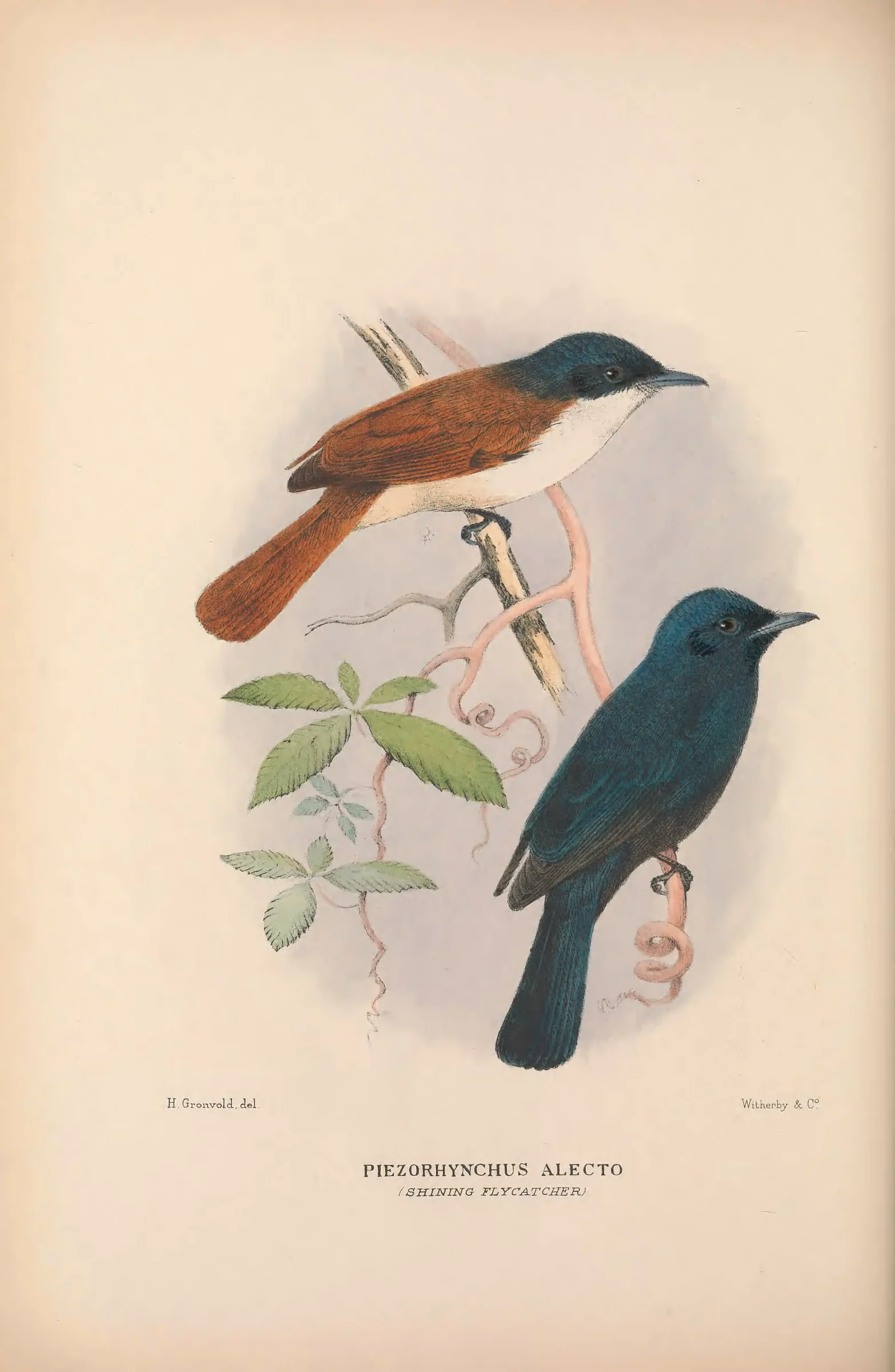 Historical bird plate: Shining Flycatcher