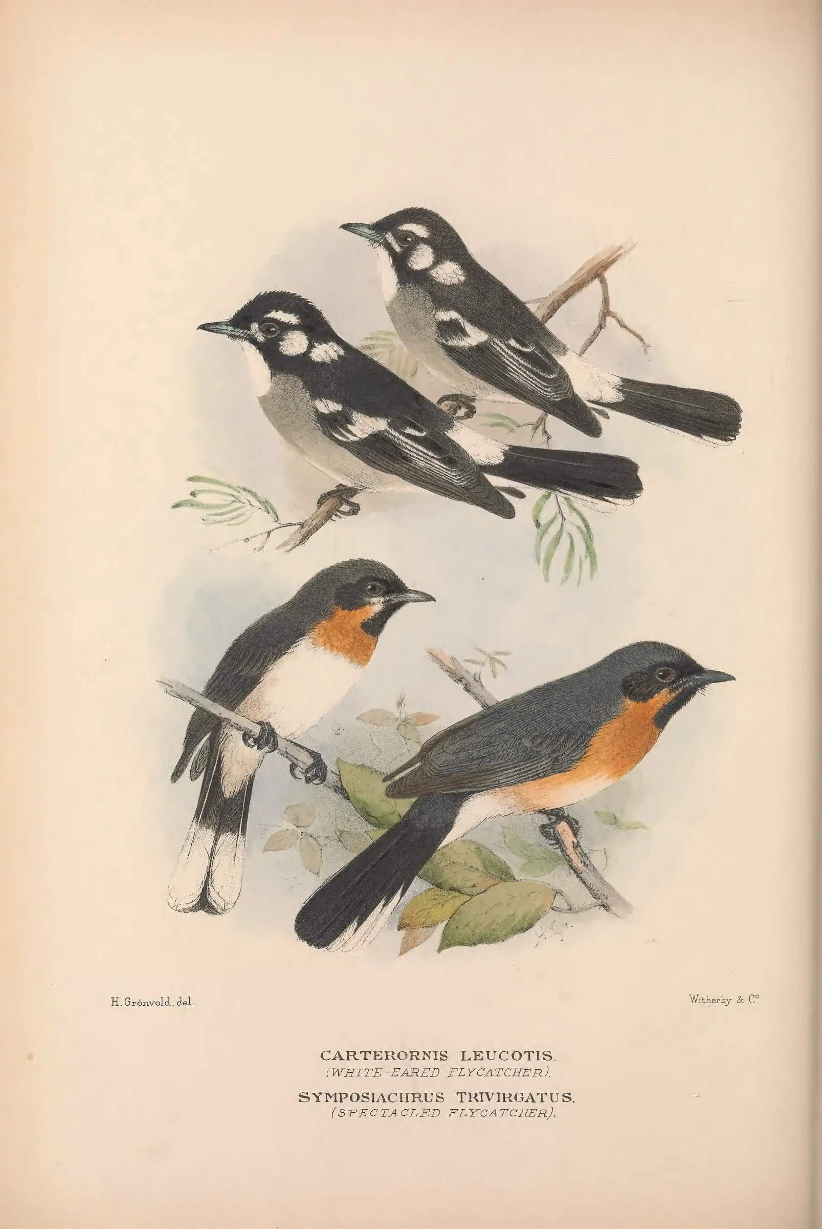 Historical bird plate: Spectacled Monarch