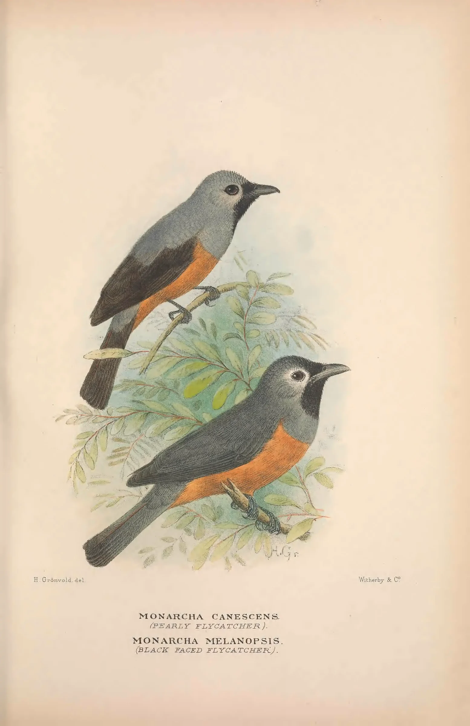 Historical bird plate: Black-faced Monarch