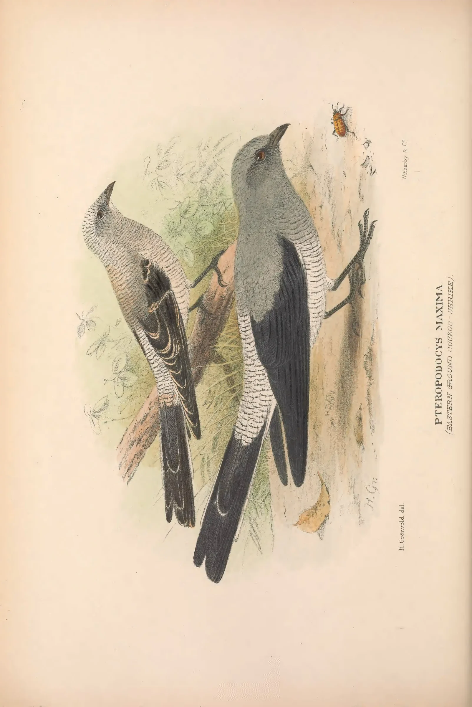 Historical bird plate: Identification needs research