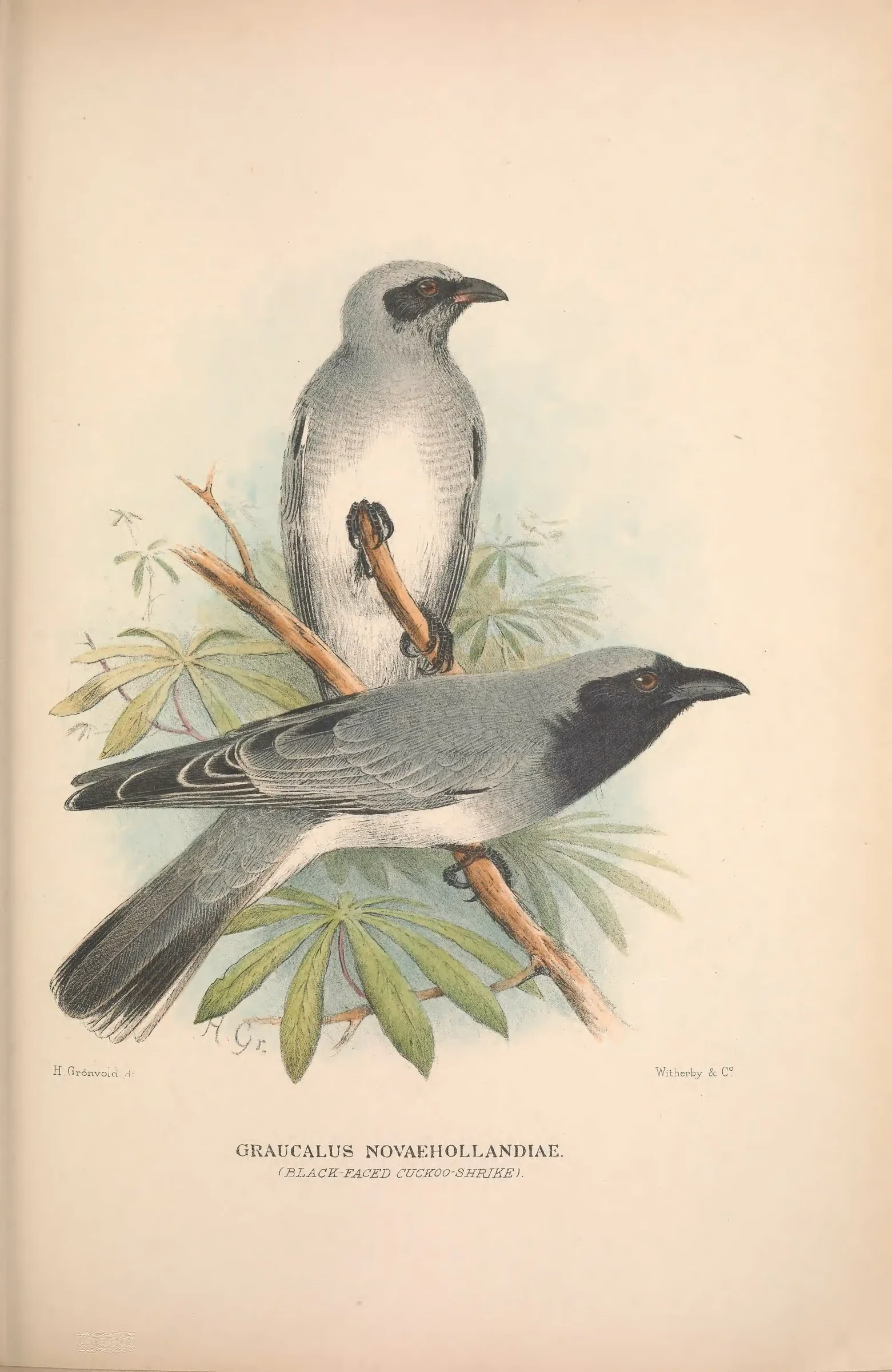 Historical bird plate: Identification needs research