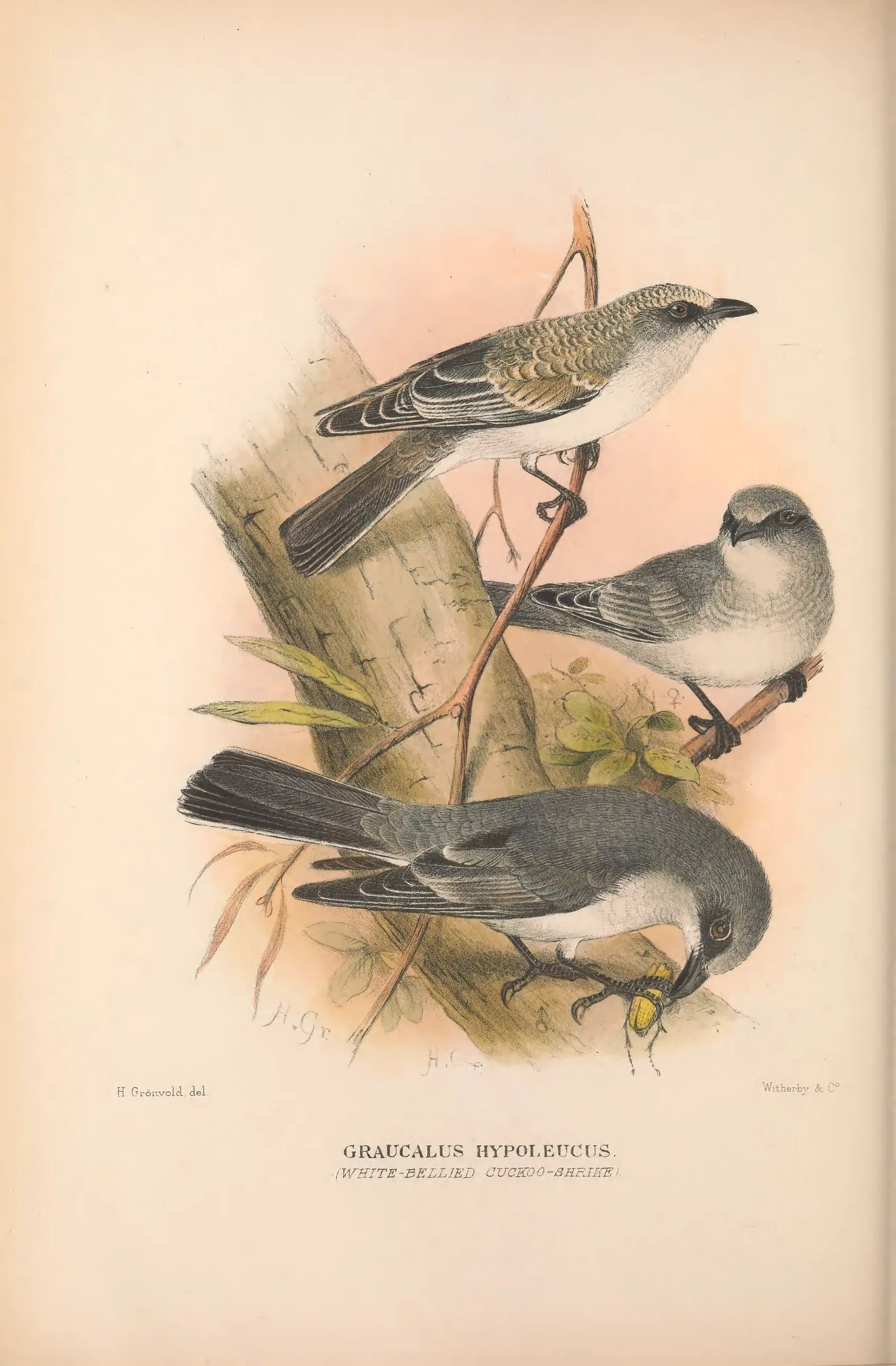 Historical bird plate: Identification needs research