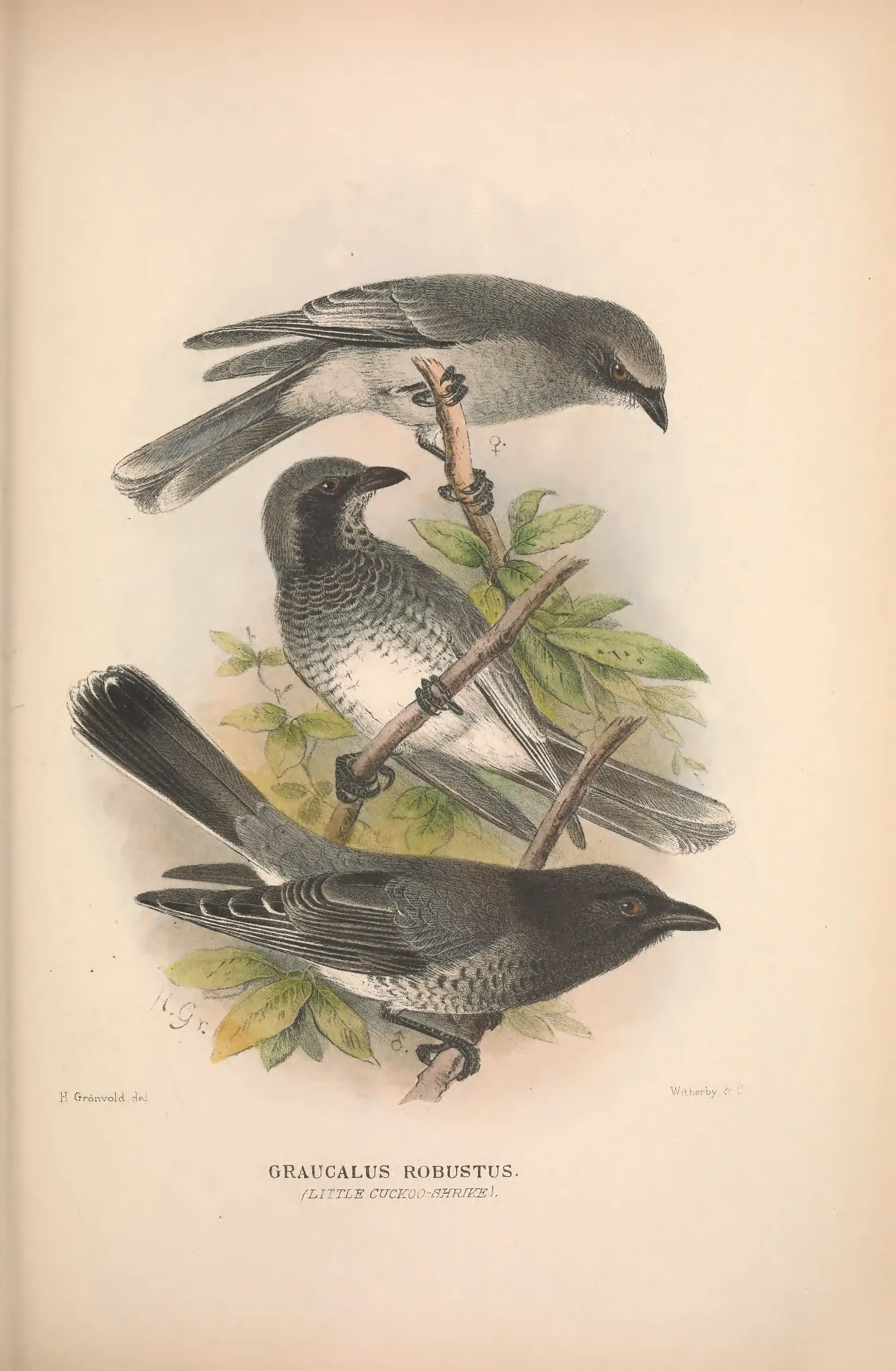 Historical bird plate: Black-faced Cuckooshrike