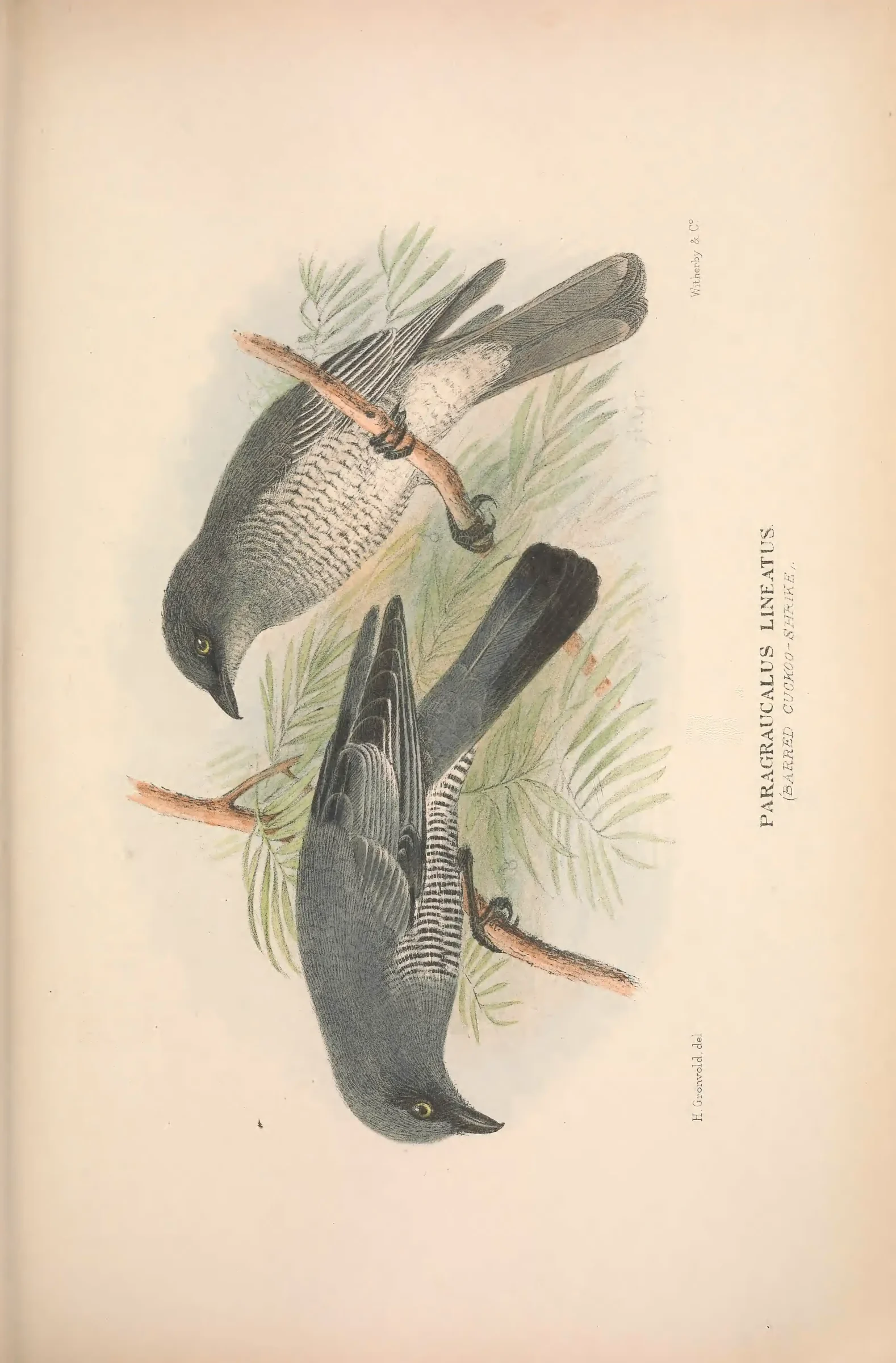 Historical bird plate: Identification needs research