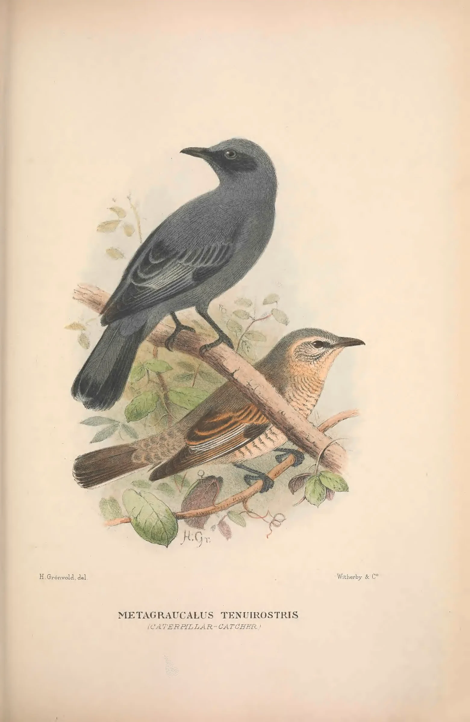 Historical bird plate: Identification needs research