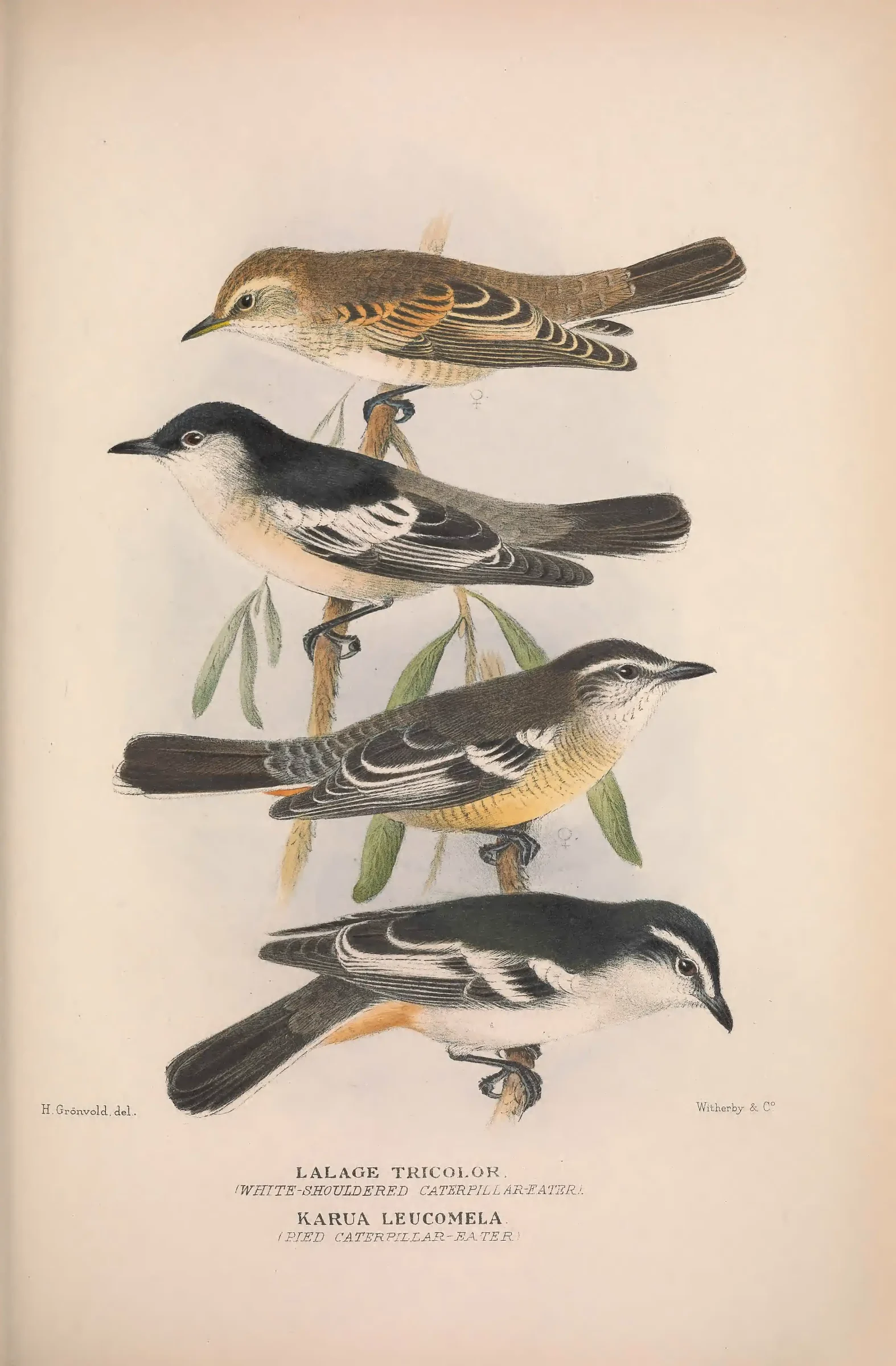 Historical bird plate: White-headed Pigeon