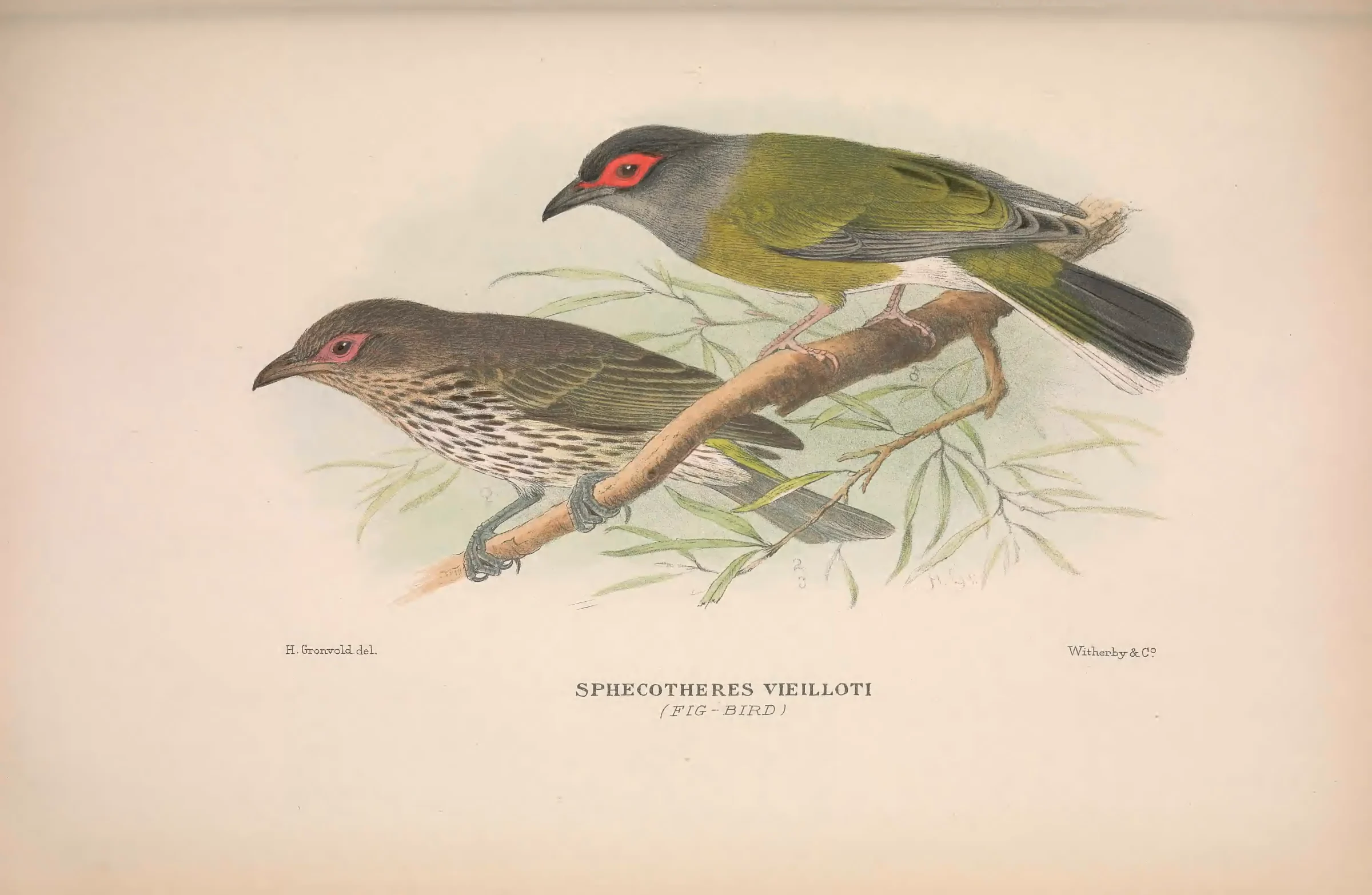 Historical bird plate: Australasian Figbird
