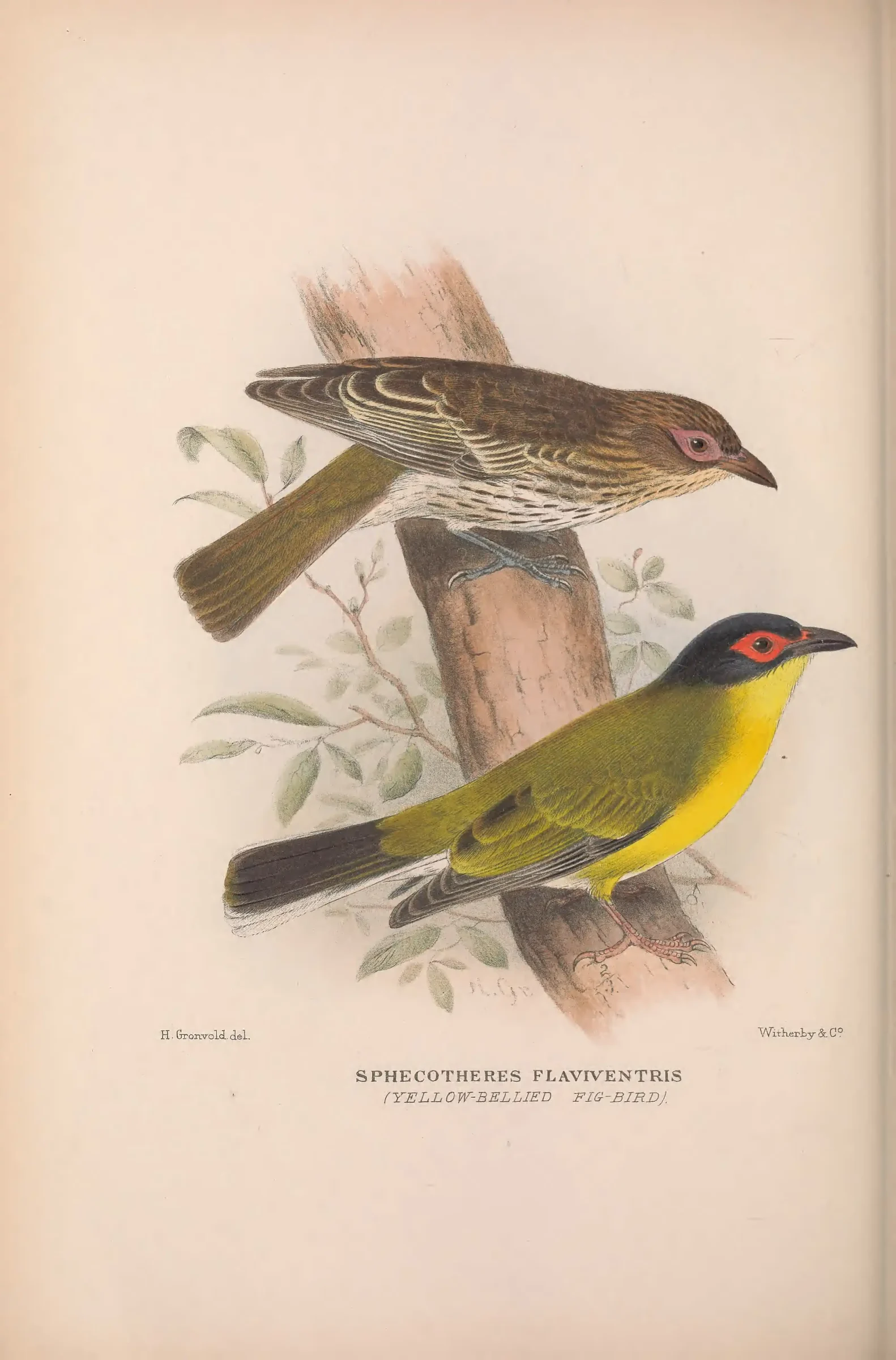 Historical bird plate: Australasian Figbird