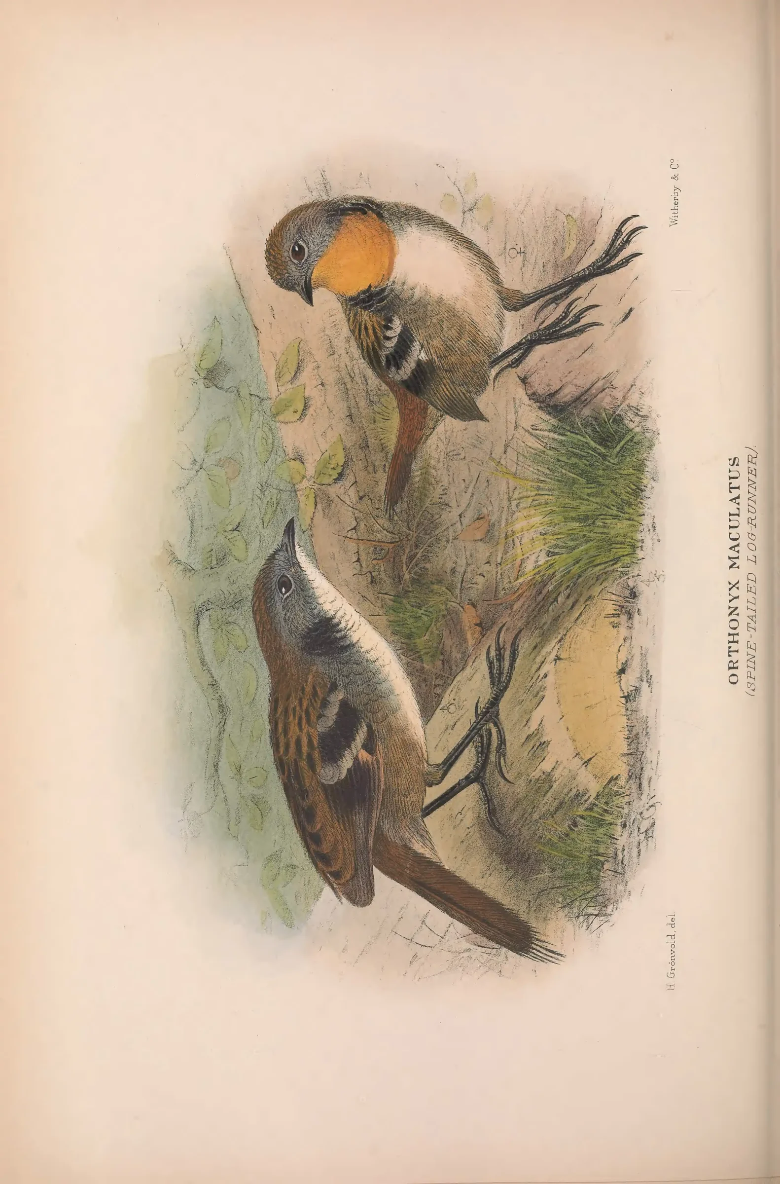 Historical bird plate: Identification needs research