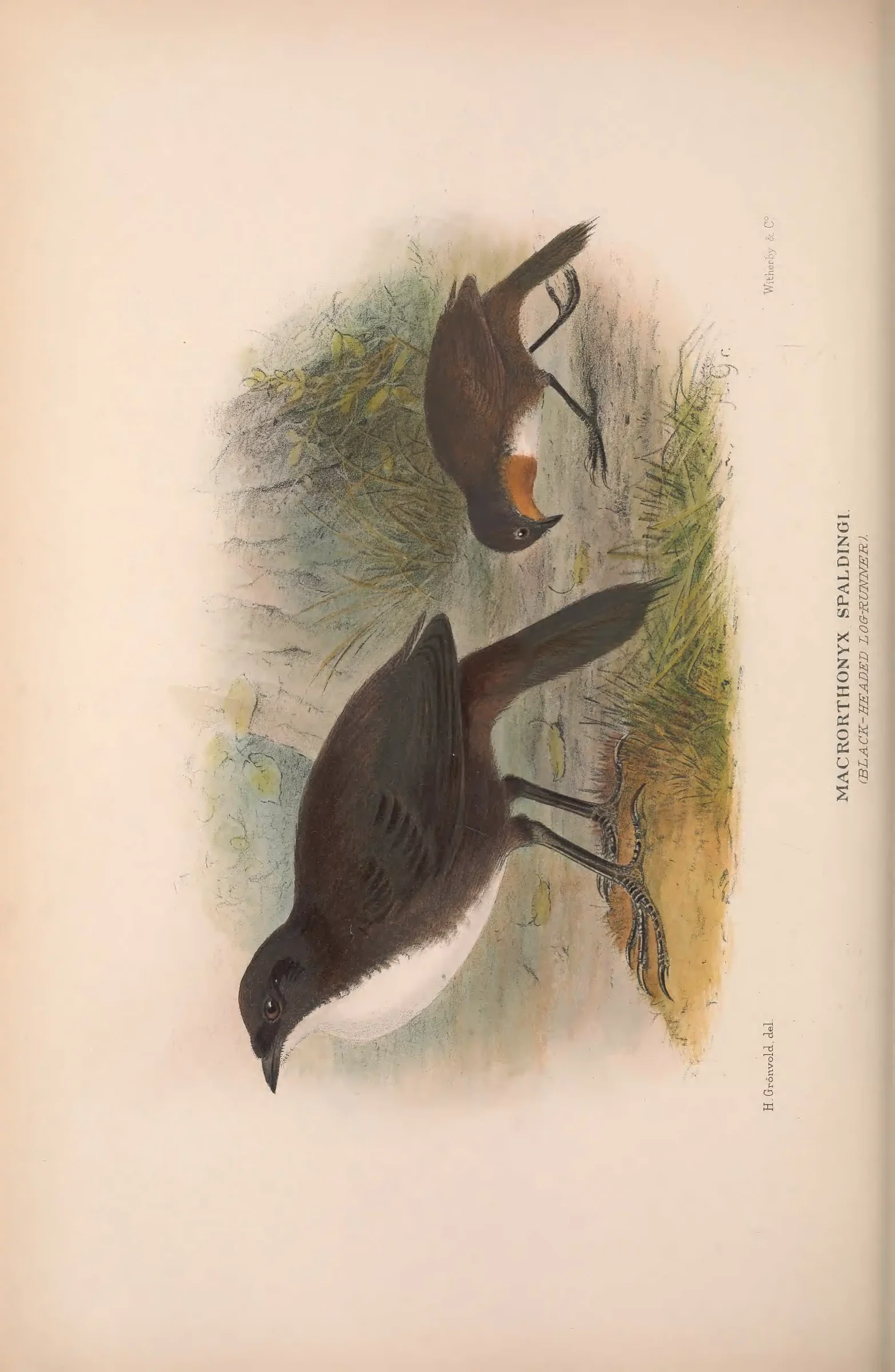 Historical bird plate: Identification needs research
