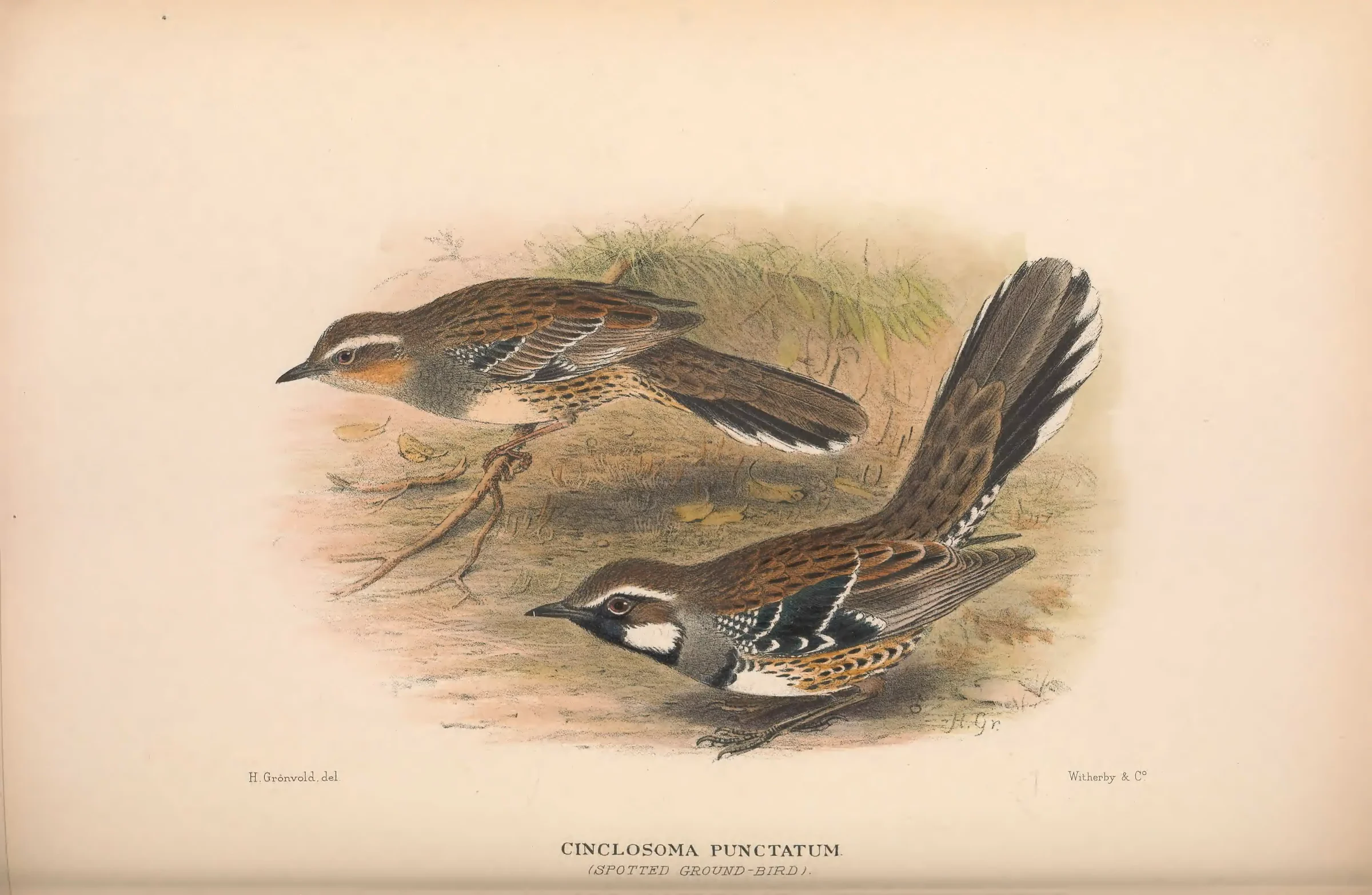 Historical bird plate: Spotted Quail-thrush