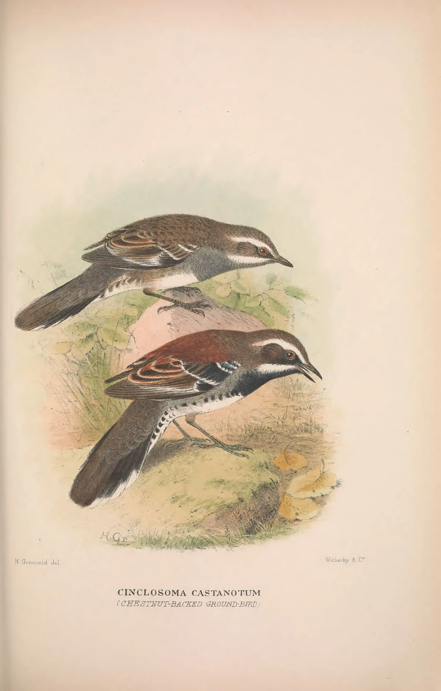 Historical bird plate: Chestnut Quail-thrush