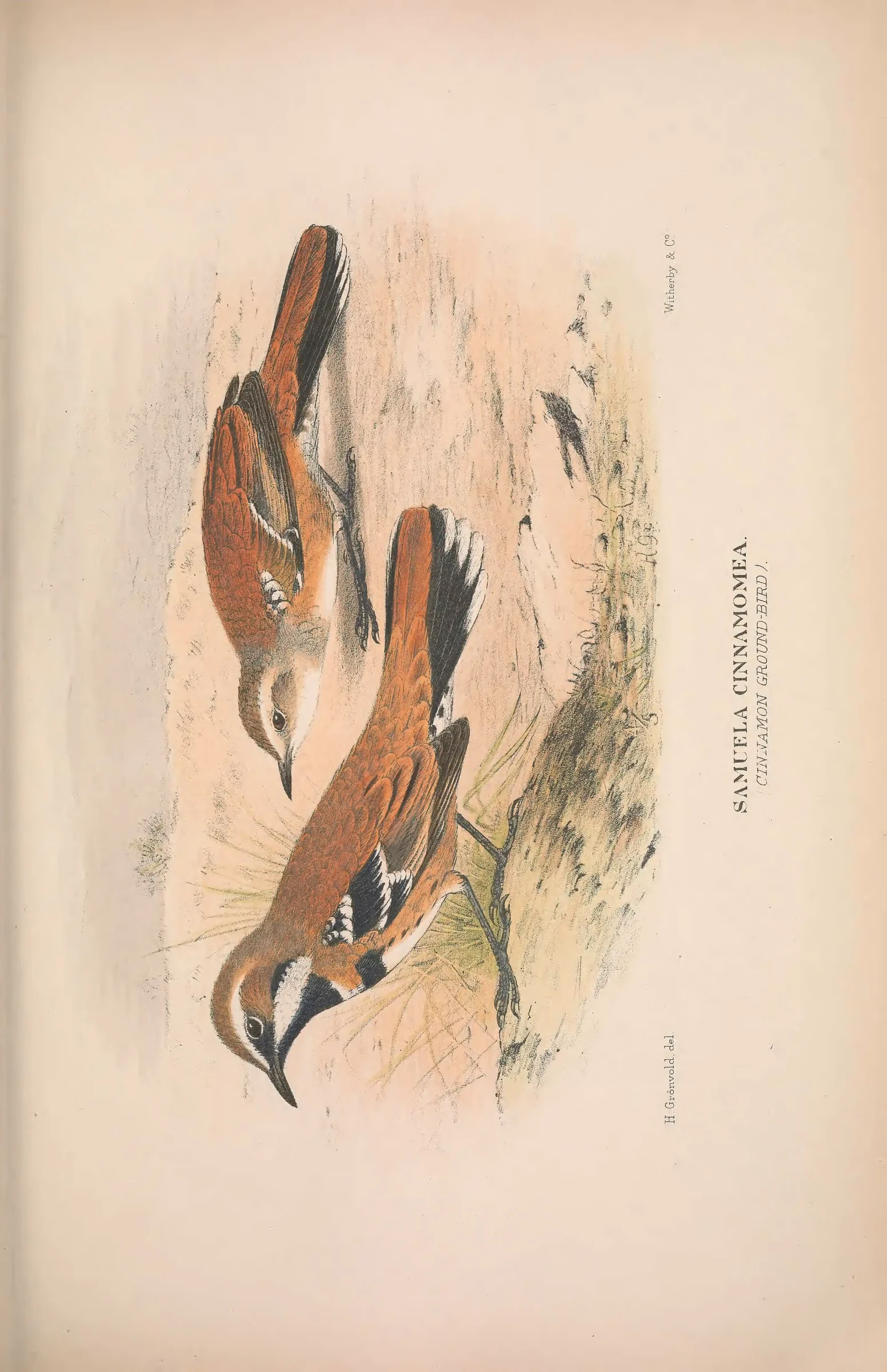 Historical bird plate: Identification needs research