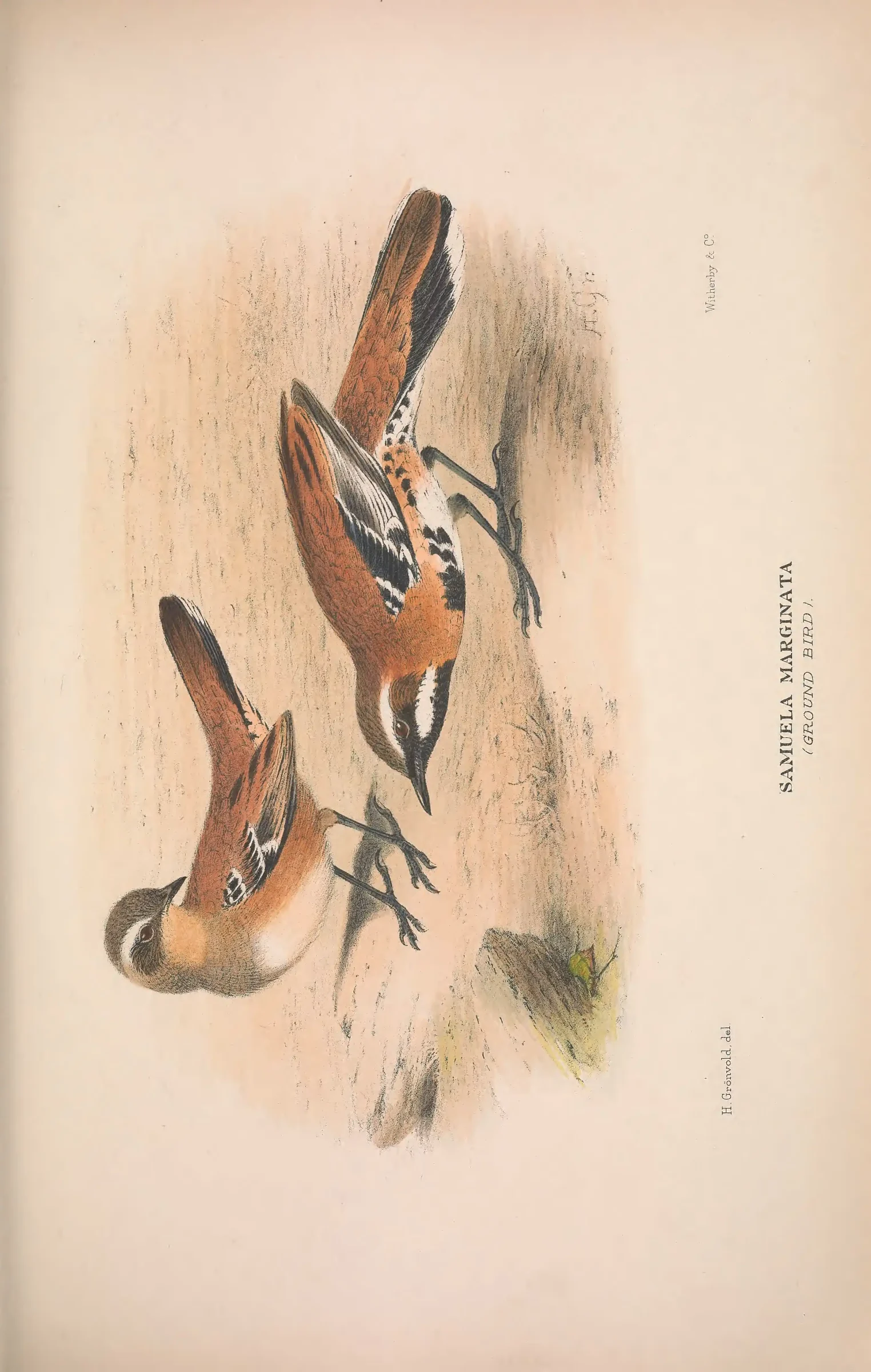 Historical bird plate: Identification needs research