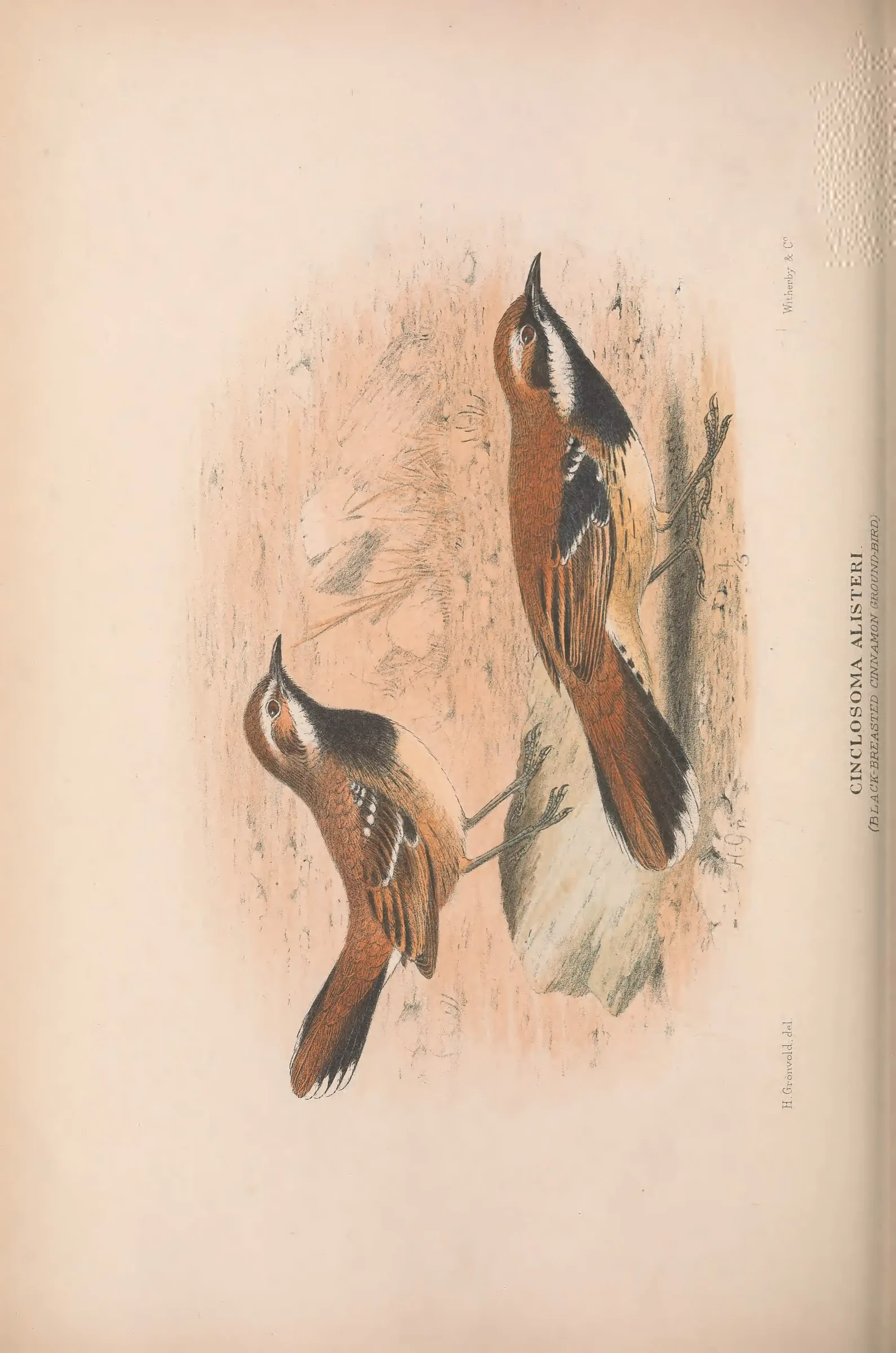 Historical bird plate: Identification needs research