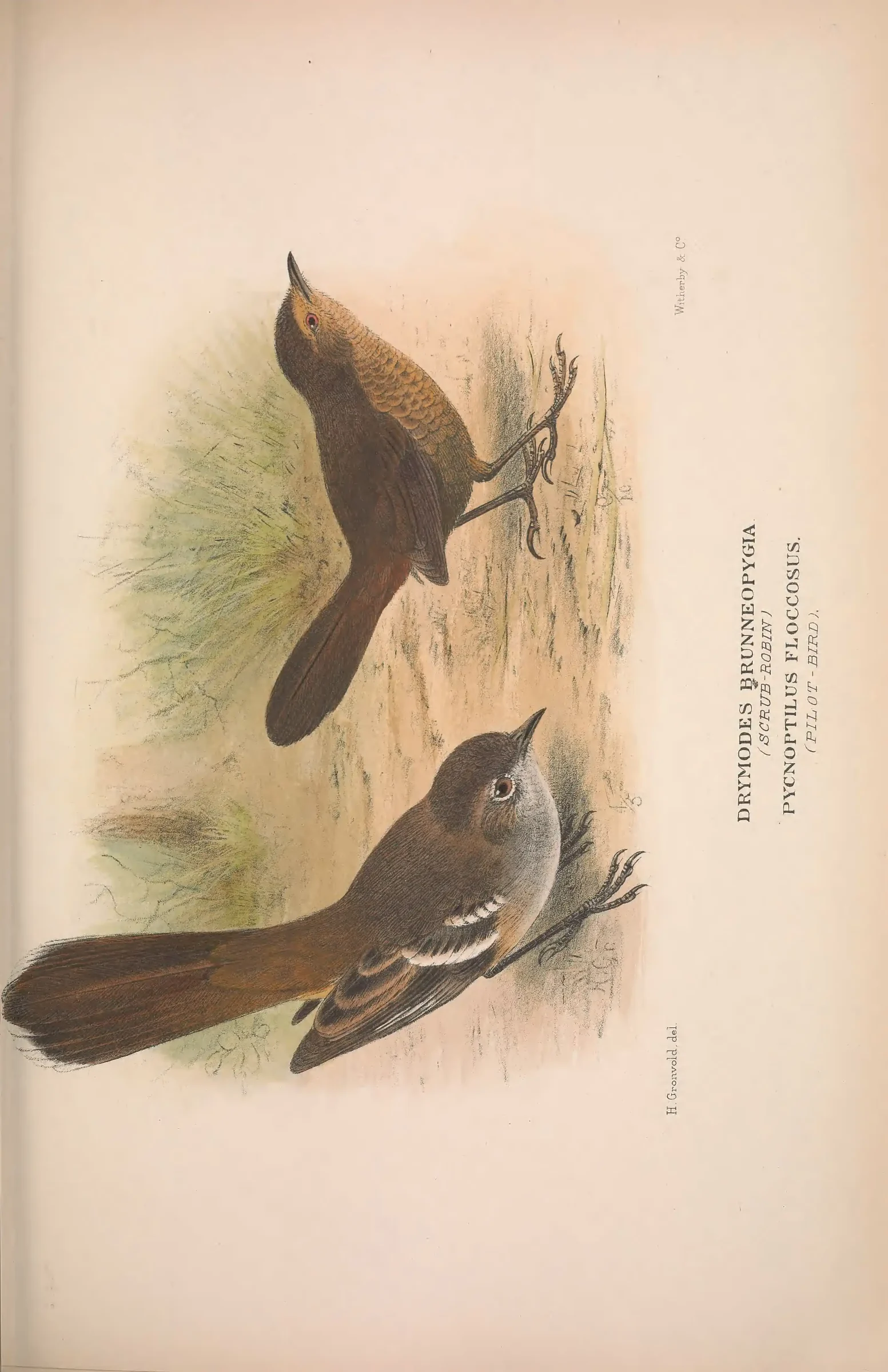 Historical bird plate: Identification needs research