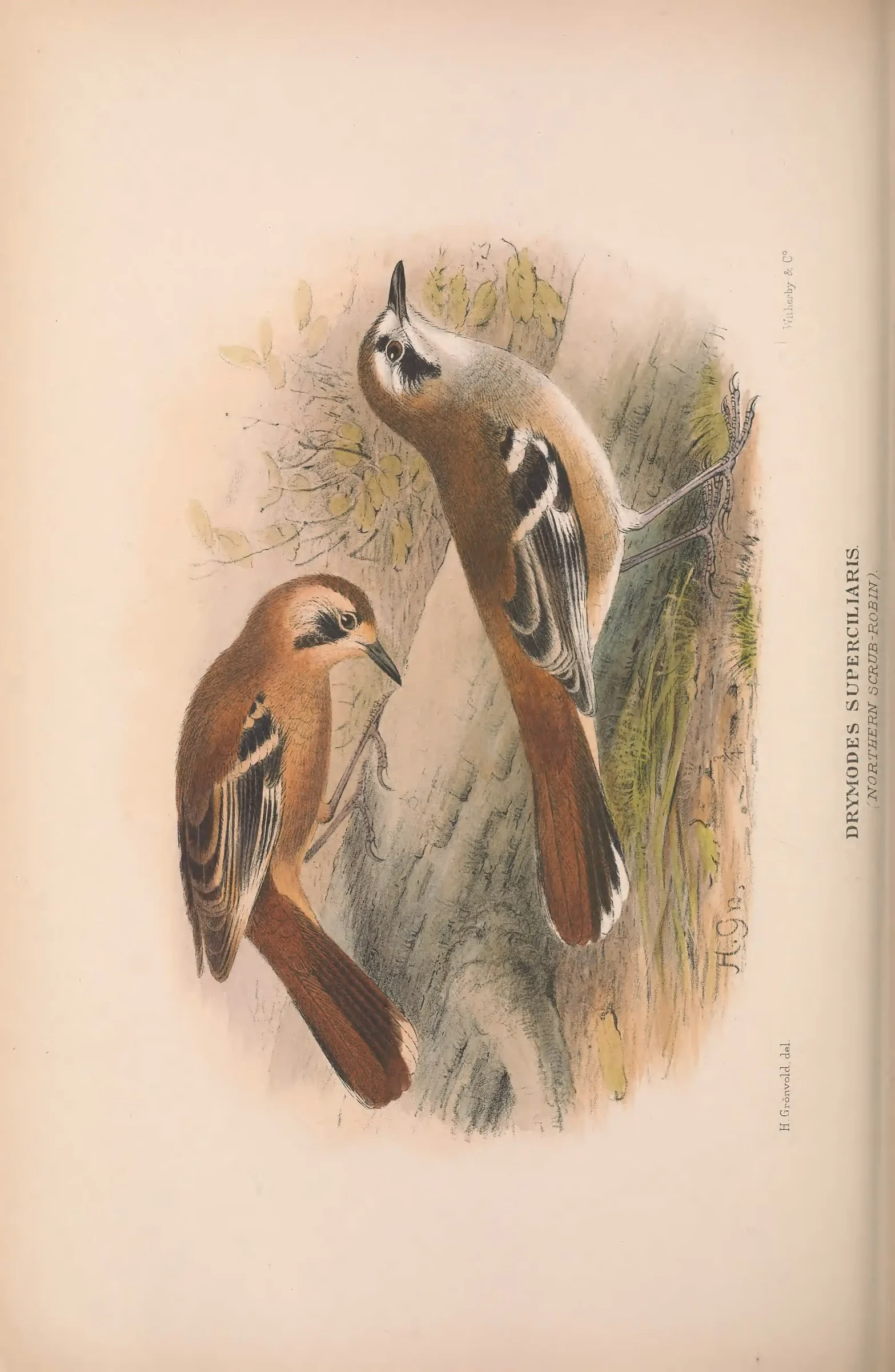 Historical bird plate: Identification needs research