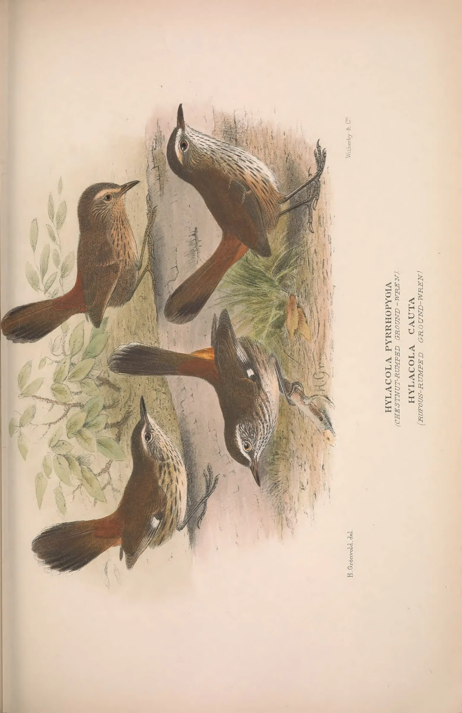 Historical bird plate: Identification needs research