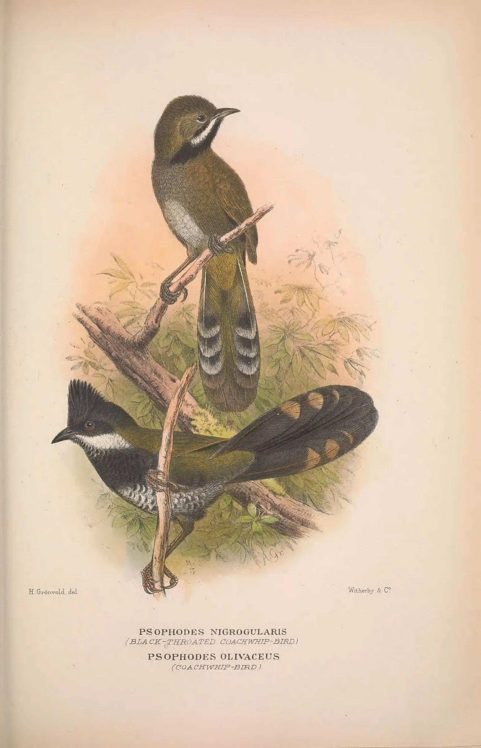 Historical bird plate: Eastern Whipbird