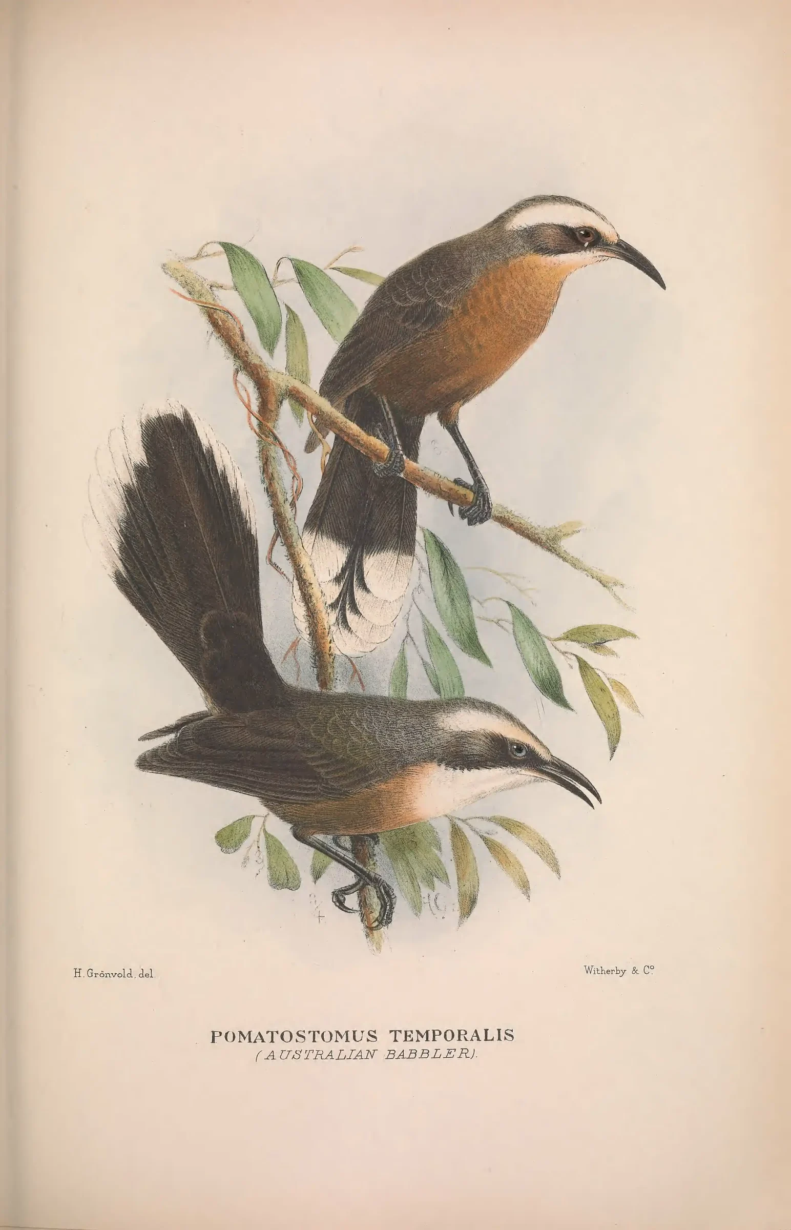 Historical bird plate: Grey-crowned Babbler