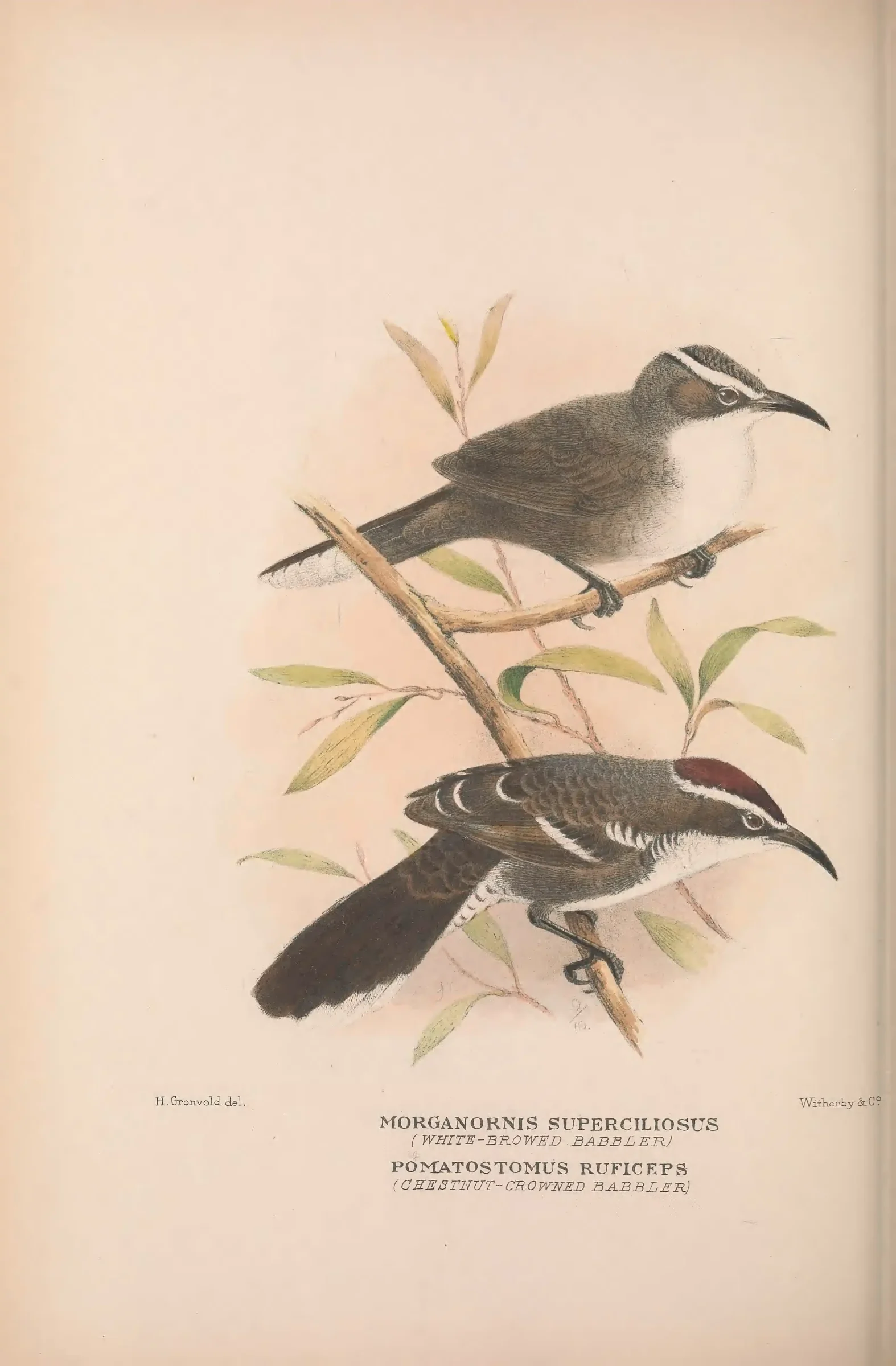 Historical bird plate: Chestnut-crowned Babbler