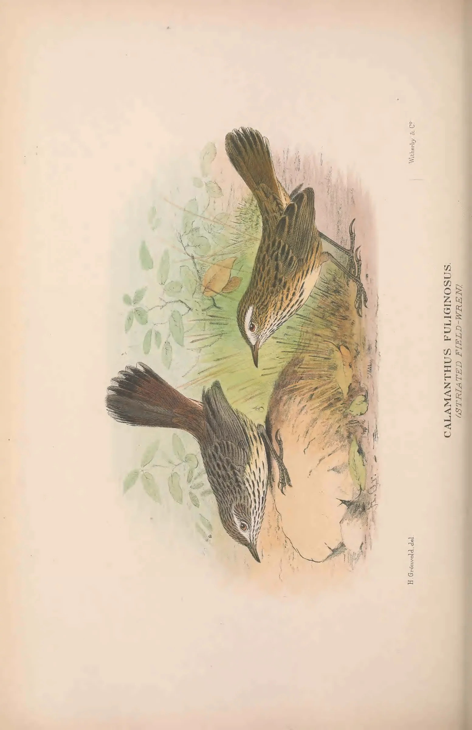 Historical bird plate: Rufous Fieldwren