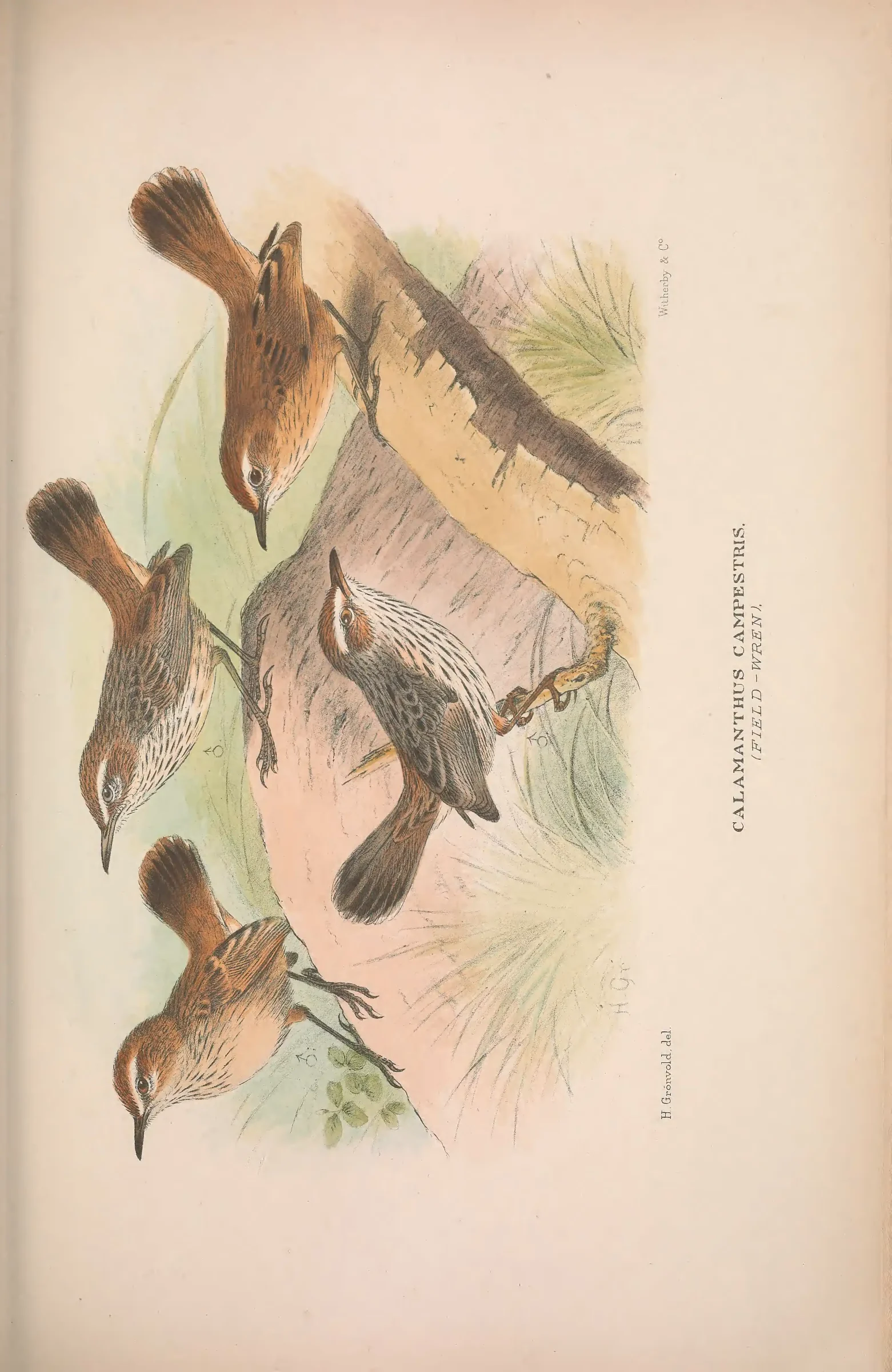 Historical bird plate: Rufous Fieldwren