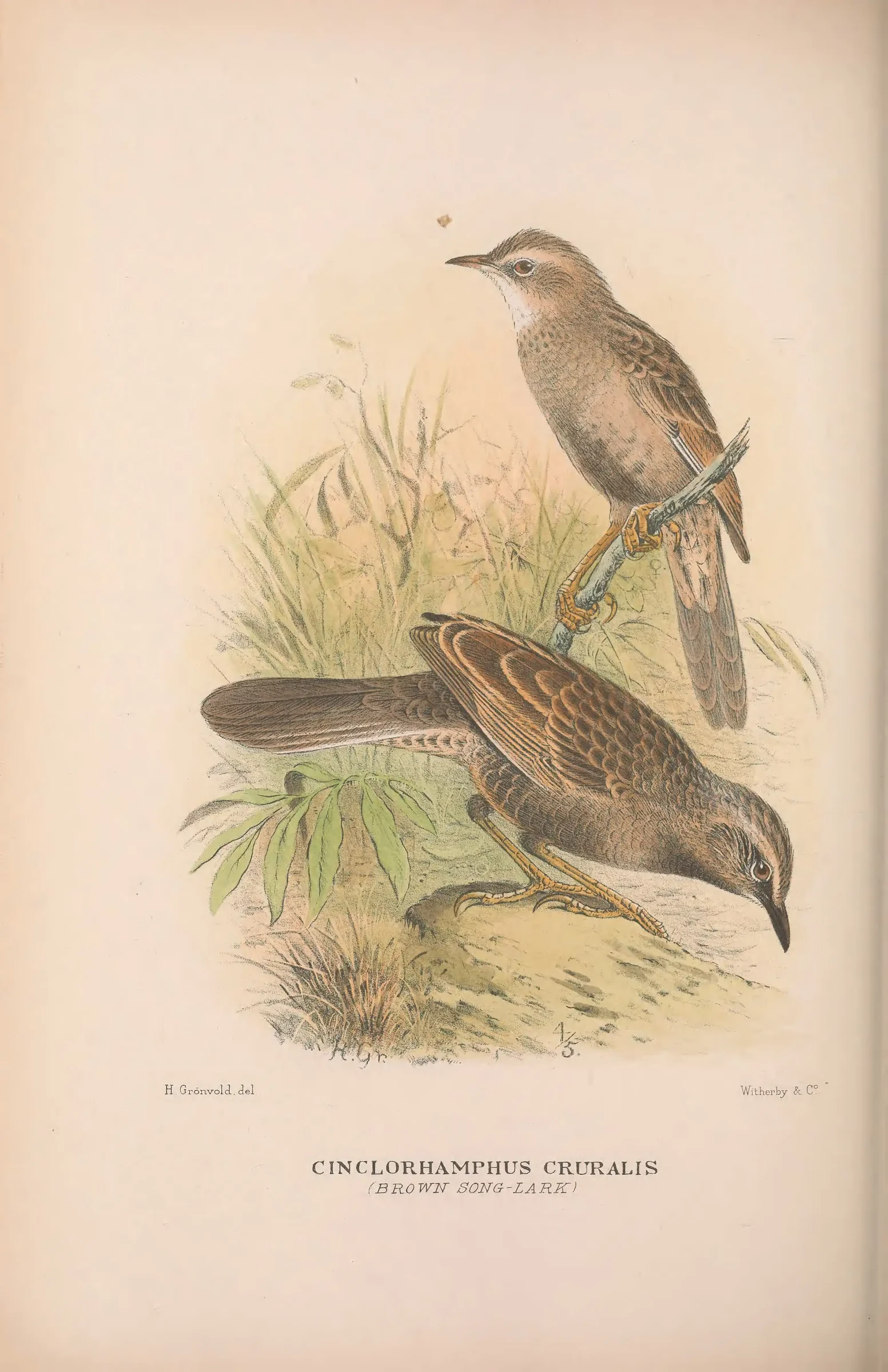 Historical bird plate: Identification needs research