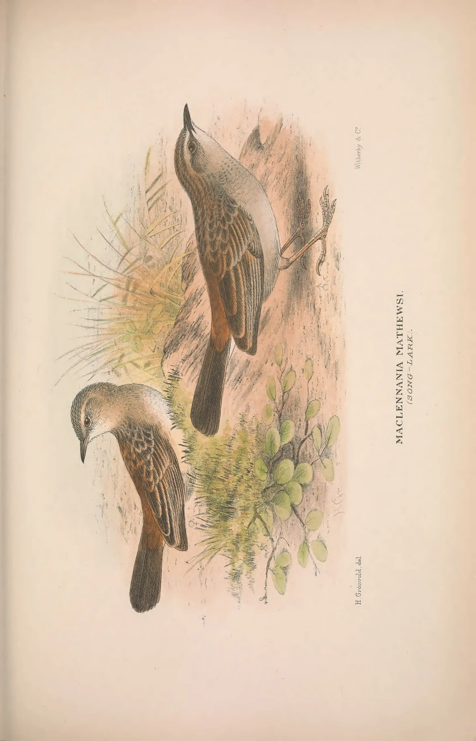 Historical bird plate: Identification needs research