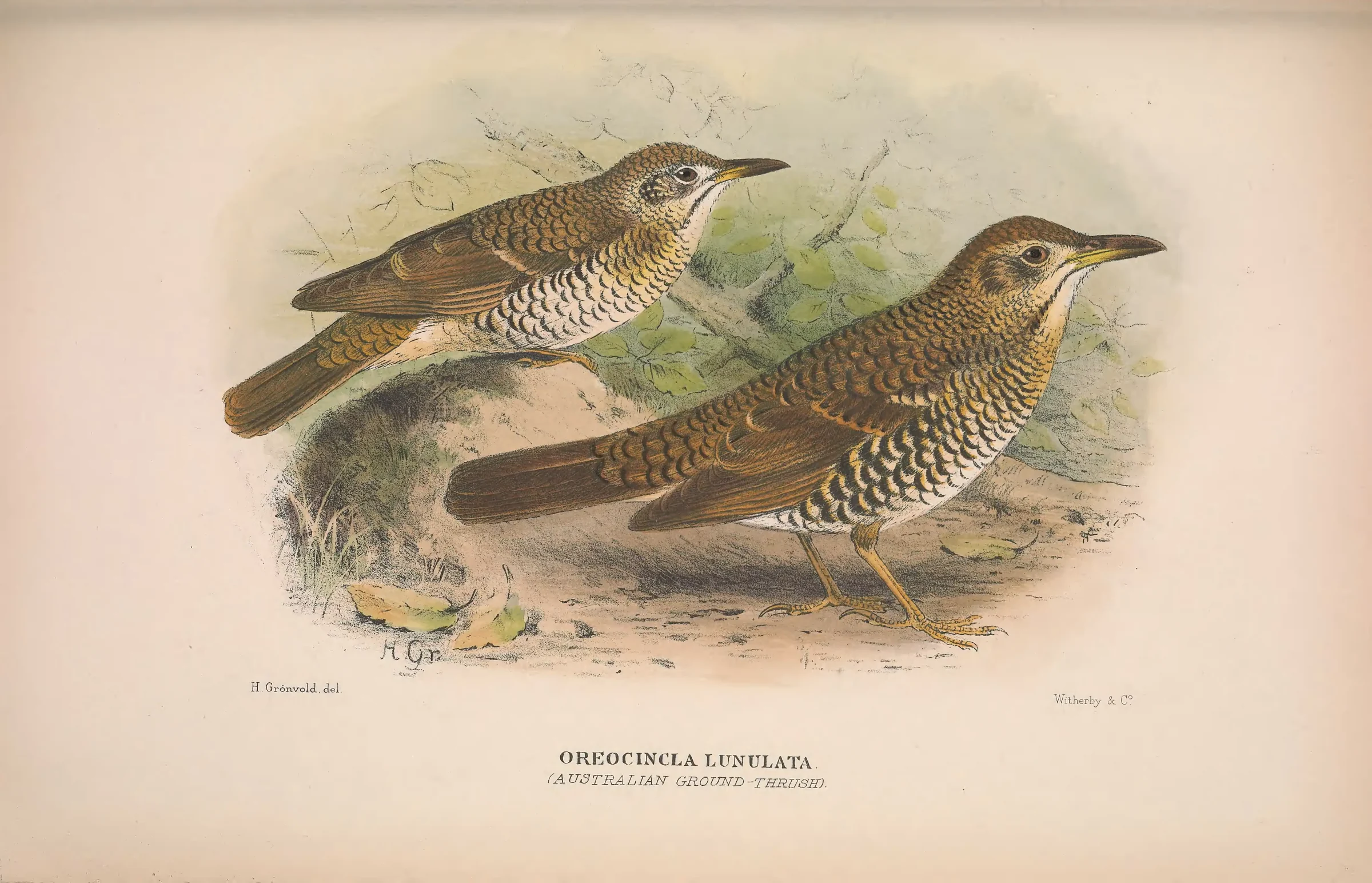 Historical bird plate: Bassian Thrush